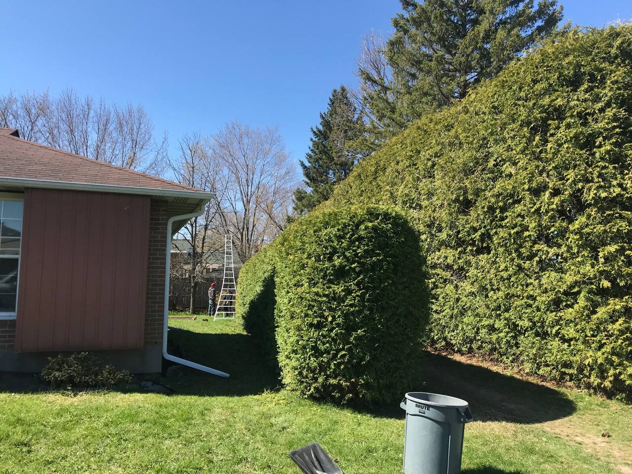 Lawn with trimmed hedge, house with brick and siding, ladder, person working in the background, trash can, and clear blue sky.