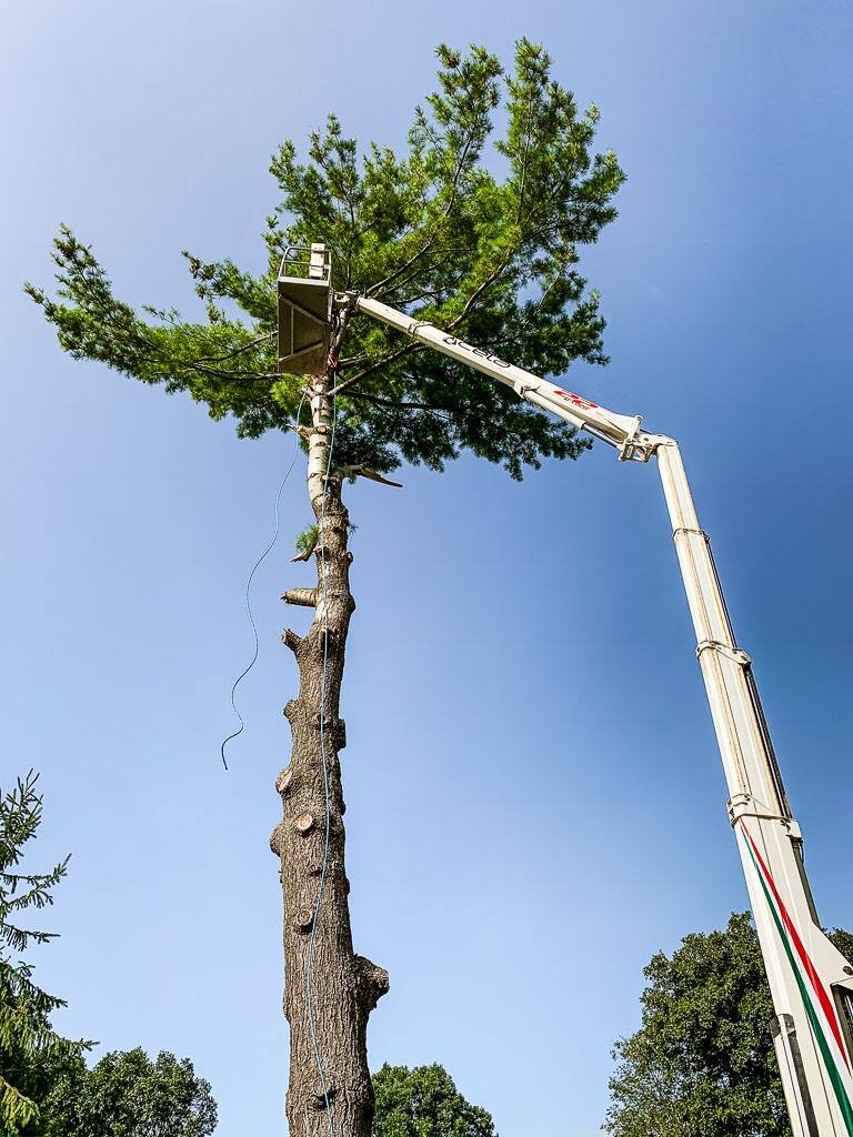 Tree trimming or maintenance equipment lifting a section of tree with a crane or bucket lift.