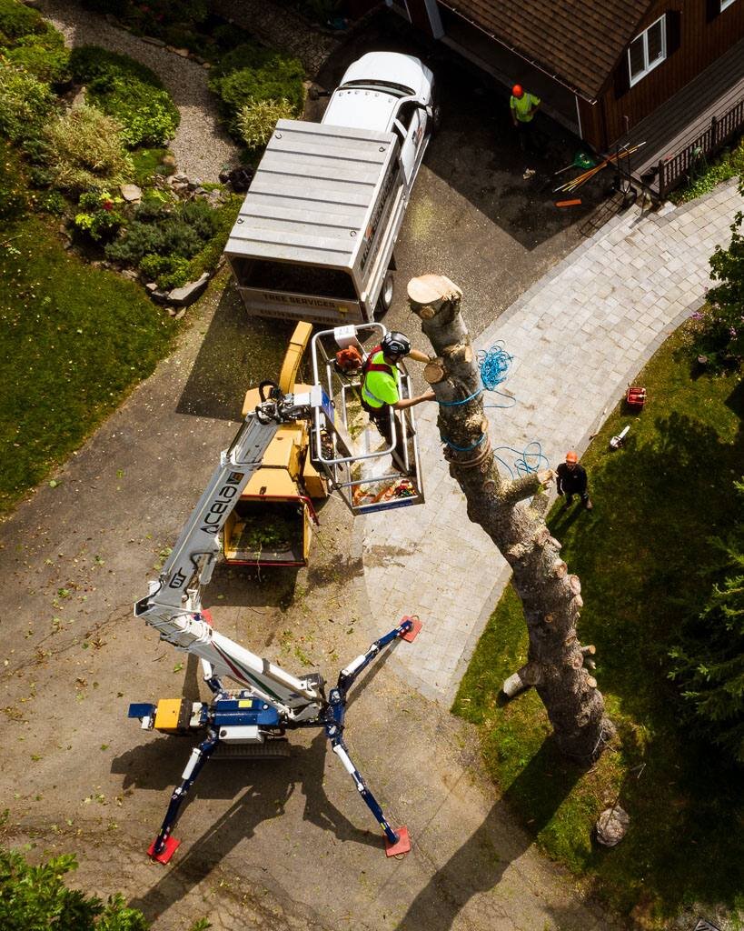 Tree trimming crew using a cherry picker and bucket truck to cut and remove a large tree in a residential driveway.