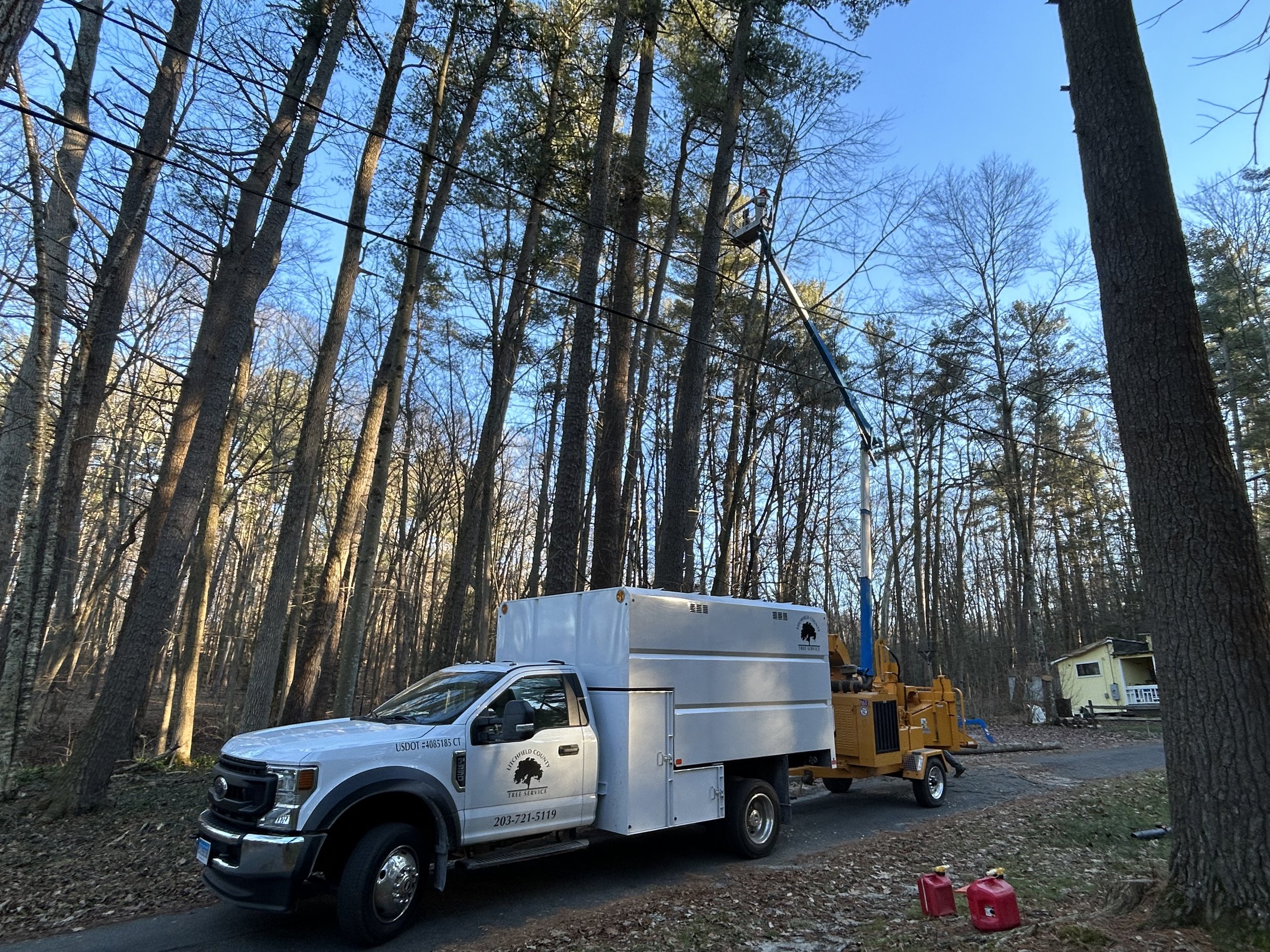Tree trimming truck working in a forested area with tall trees, some bare and some with green leaves, under a clear blue sky.