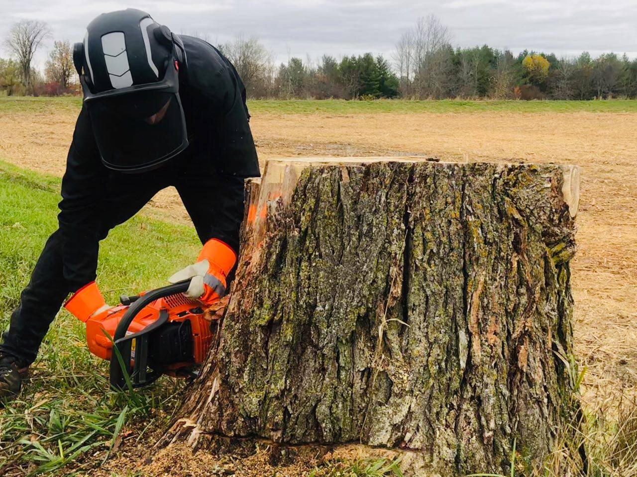 Person using a chainsaw to cut a large tree stump in a rural outdoor area with a field and trees in the background.