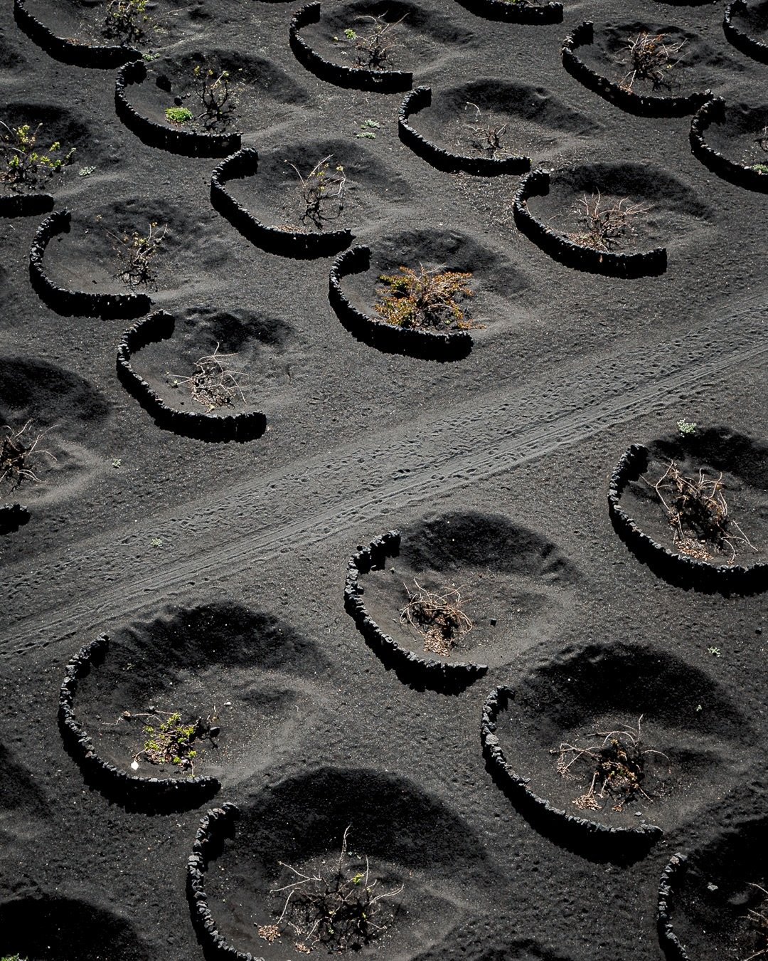 I&rsquo;m a wino. A big one. So naturally I found this place fascinating! 
After some massive volcanic erruptions back in the 1700&rsquo;s the land was covered in volcanic ash. Instead of abandoning farming , the locals adapted and they developed thi