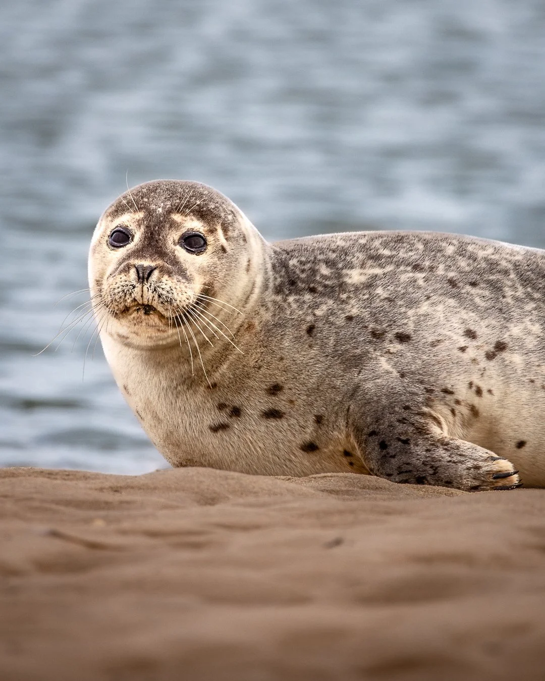 Seal1.jpg