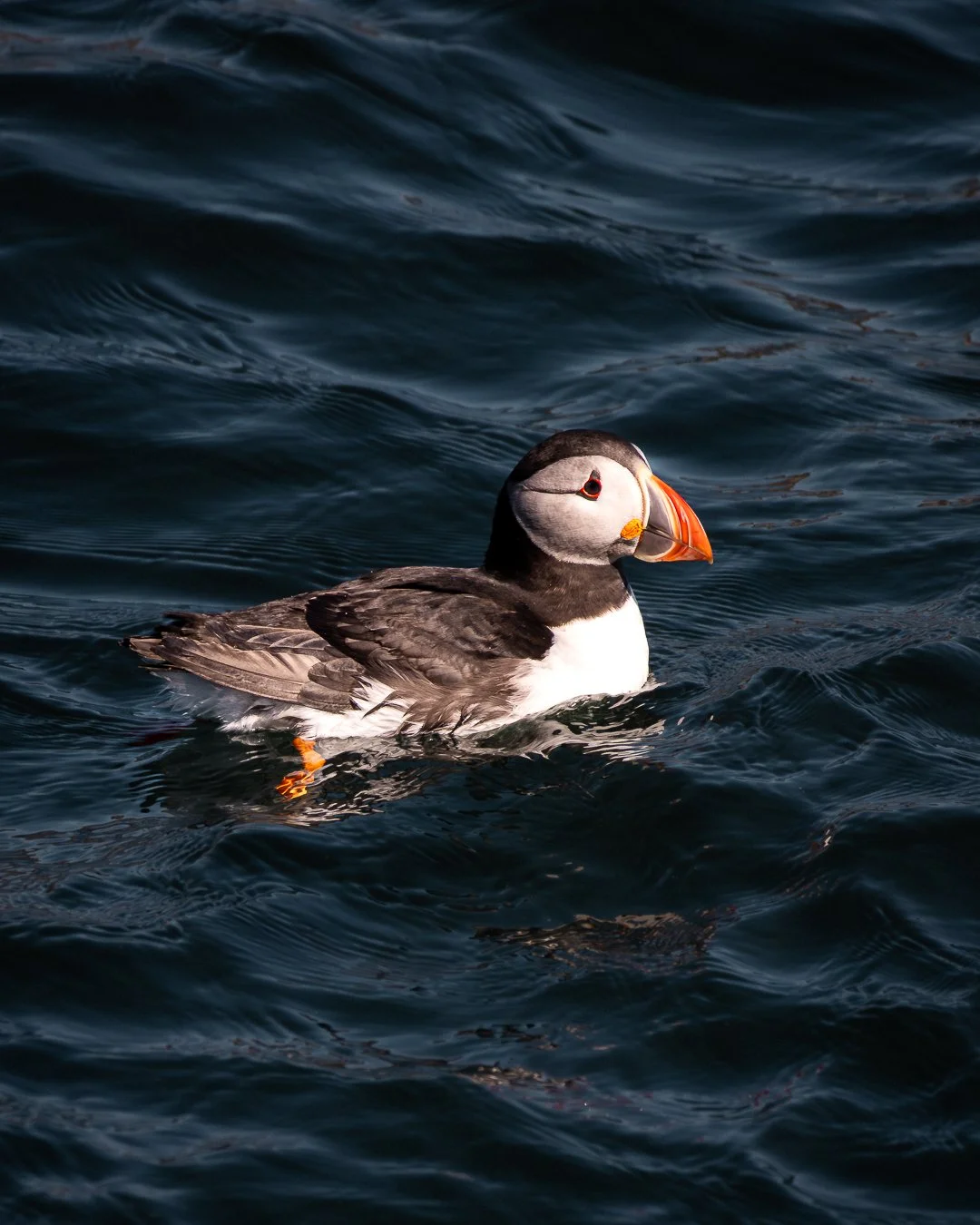 puffin3.jpg