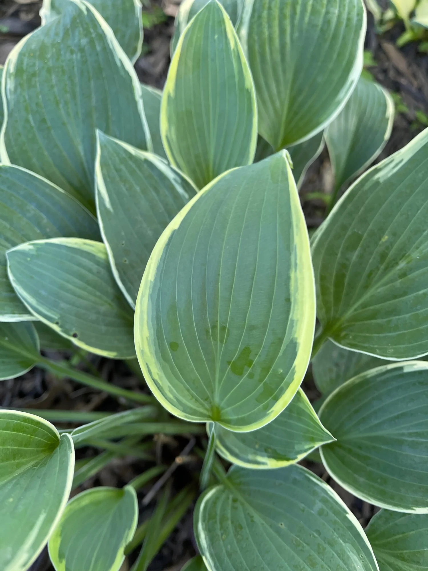 Dress Blues' *  Westside Hosta Lane