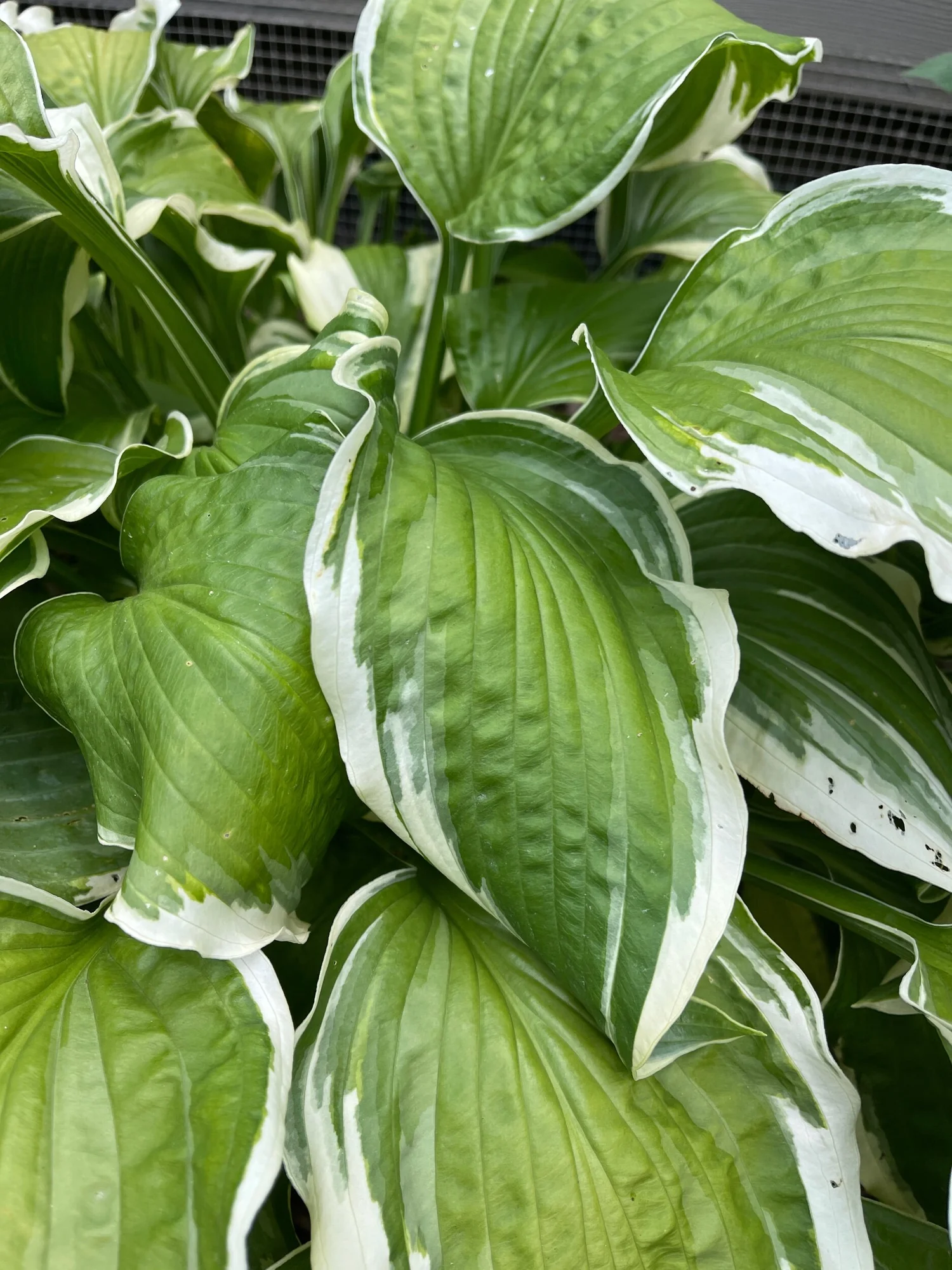 latakia tobacco curing process duration Curing is the cure