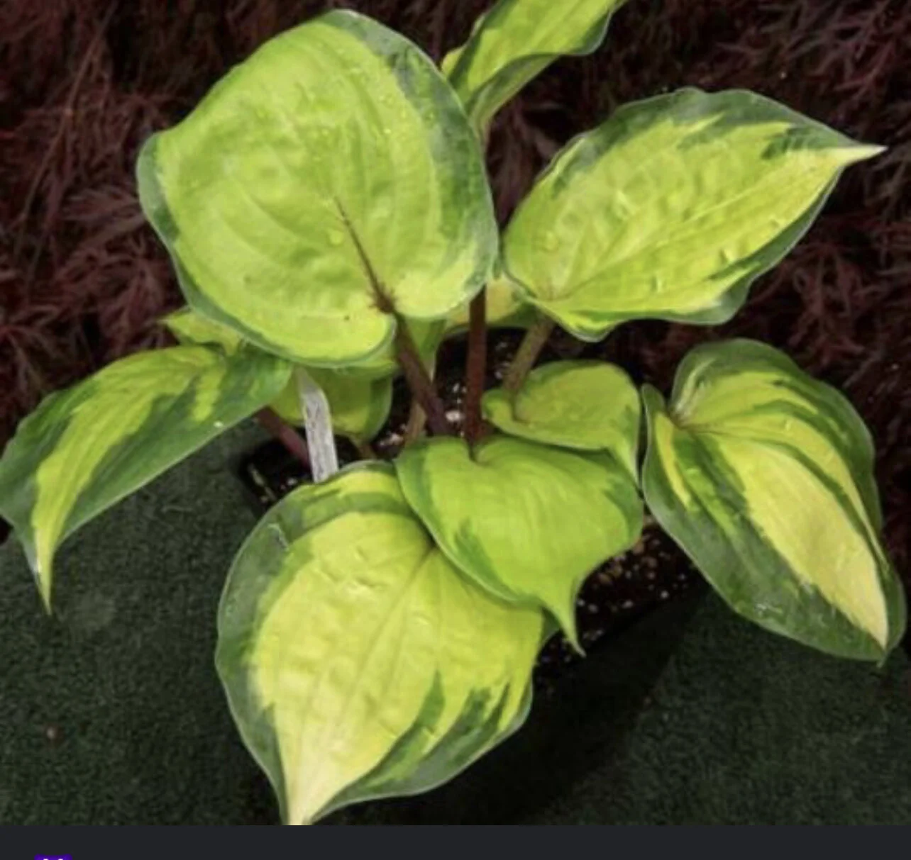 Хоста вулкано айленд. Хоста анфогеттебл. Хоста парадиз айленд. Хоста hakumuo. Хоста парадиз айленд.