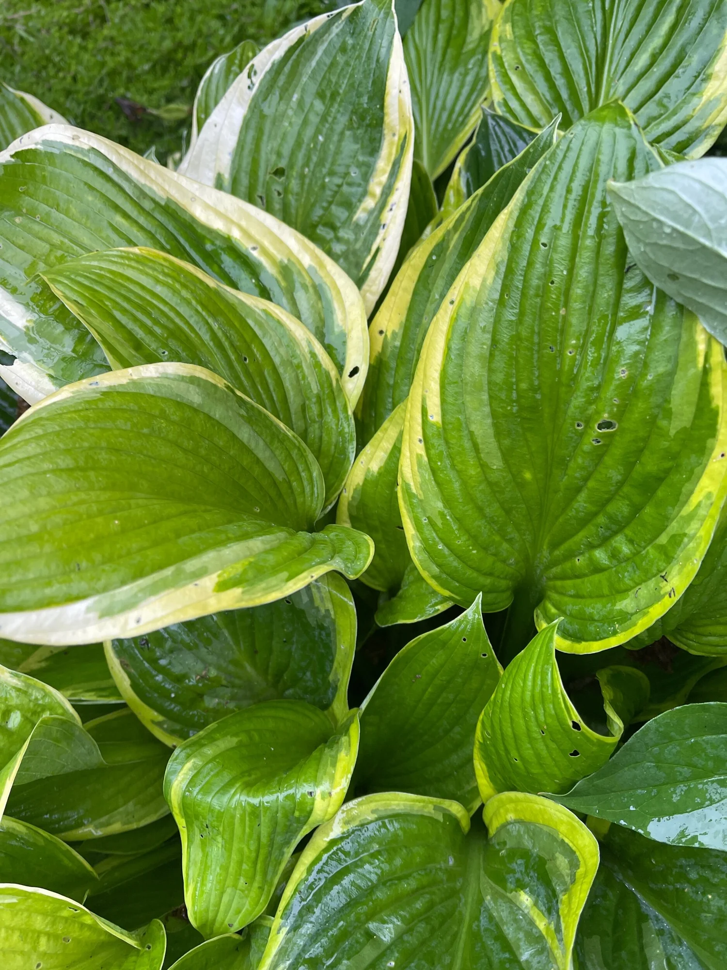 Zodiac' — Westside Hosta Lane
