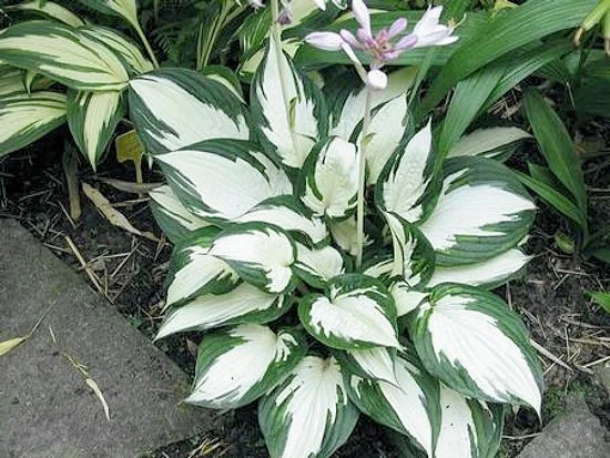 Amazone'  Westside Hosta Lane