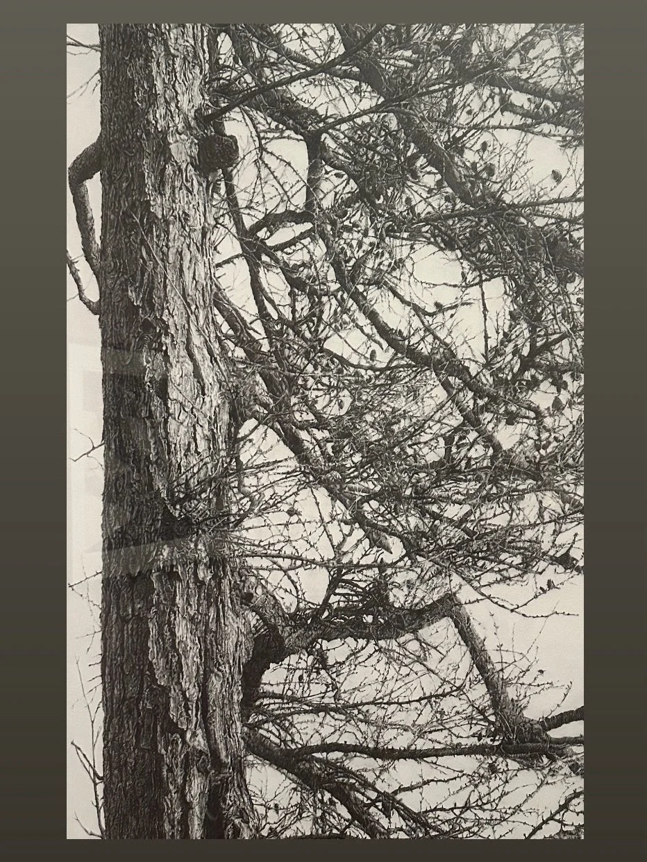 While it&rsquo;s obvious I am obsessed with photography - drawing is my favorite medium to do myself!

This stellar exhibition at the Harvard Art Museums was a master class in the wonders of mark making. 
Pure inspiration for my next drawing session 