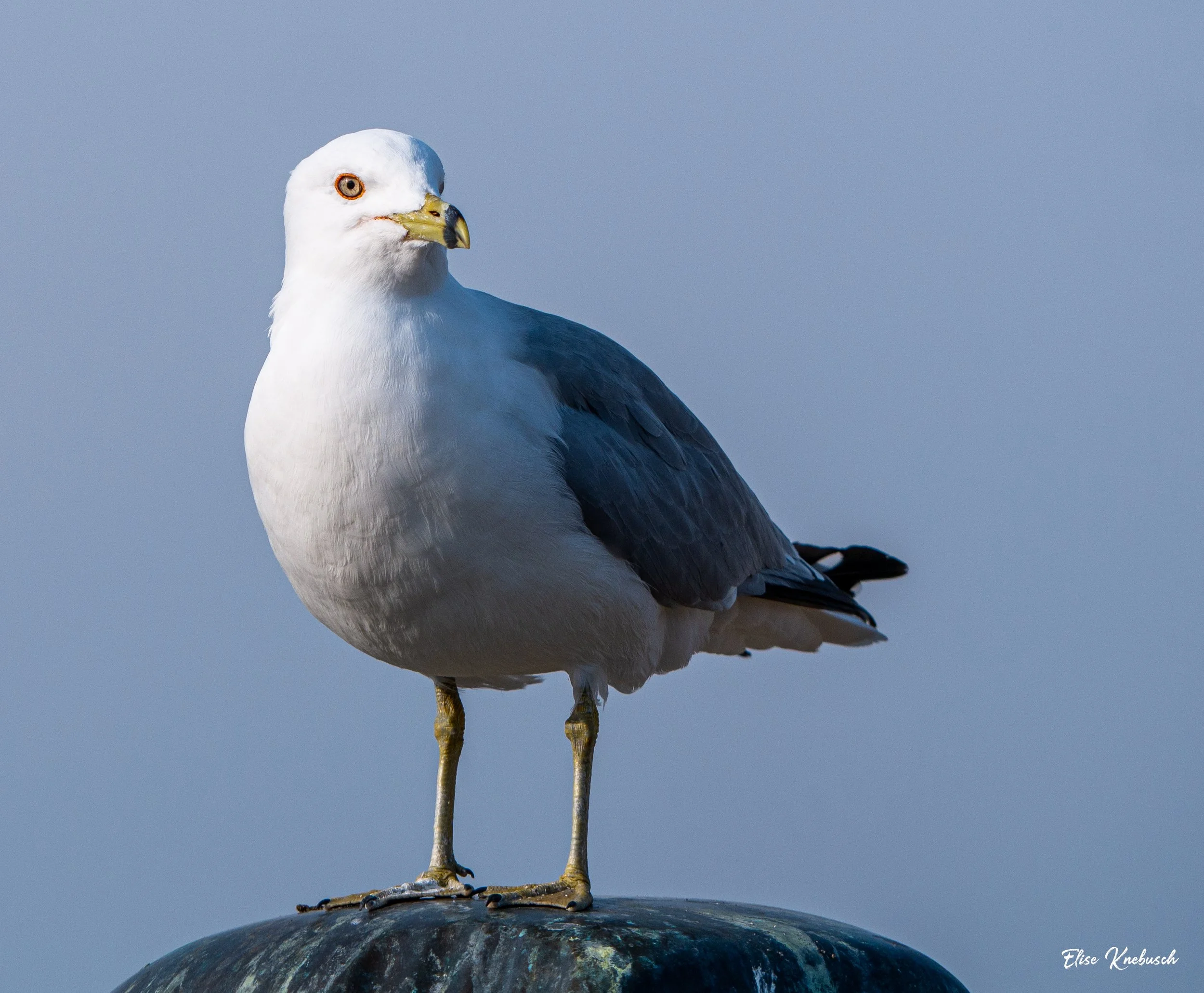 Seagull WM.jpg