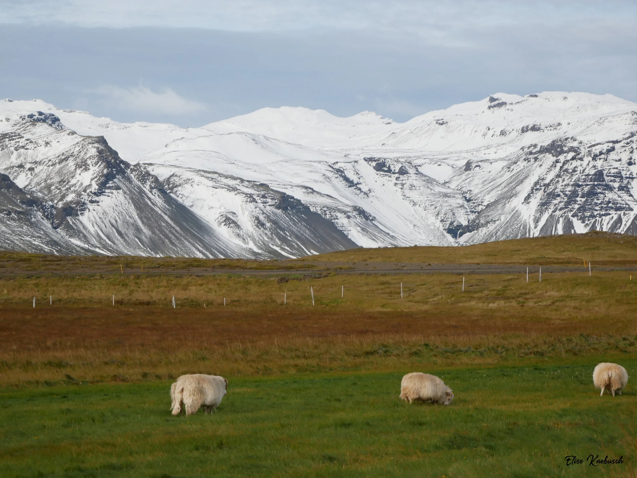 Iceland Sheep WM.jpg