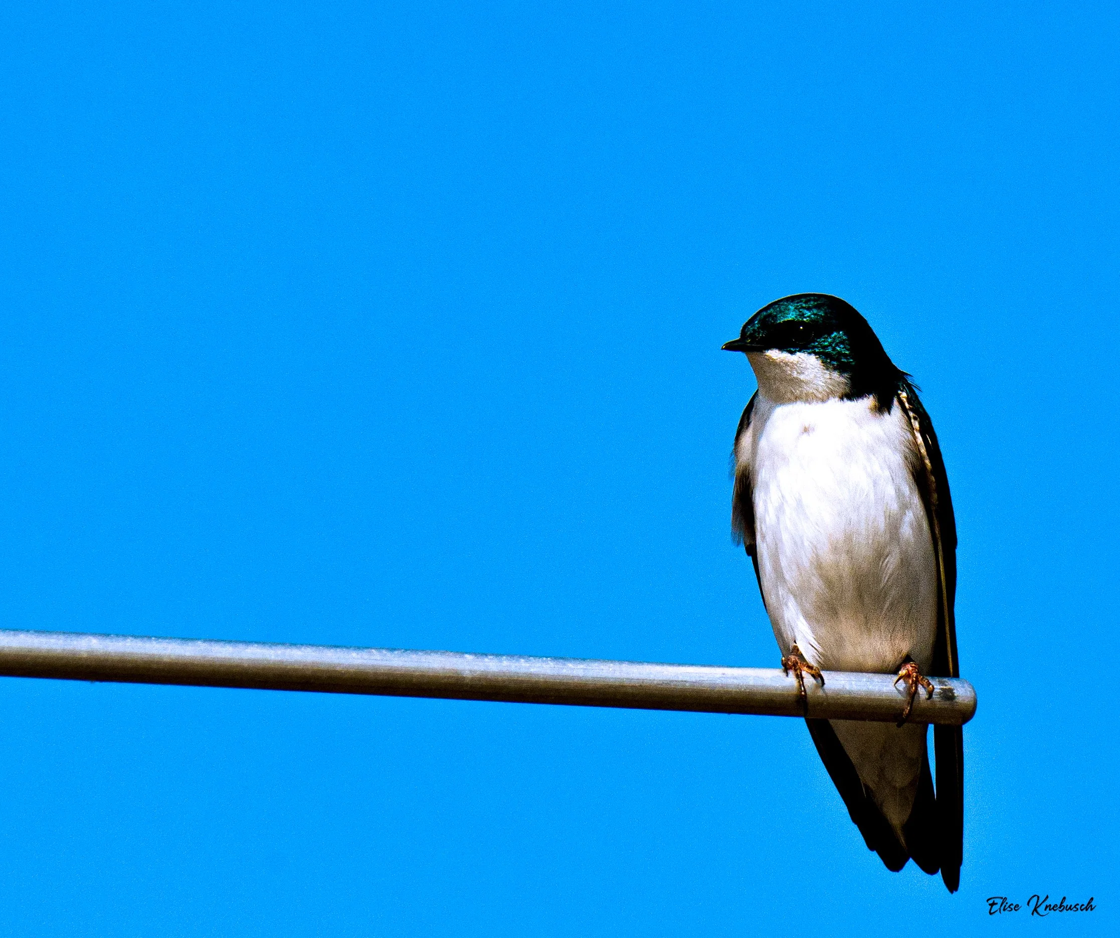 Tree Swallow WM-1.jpg