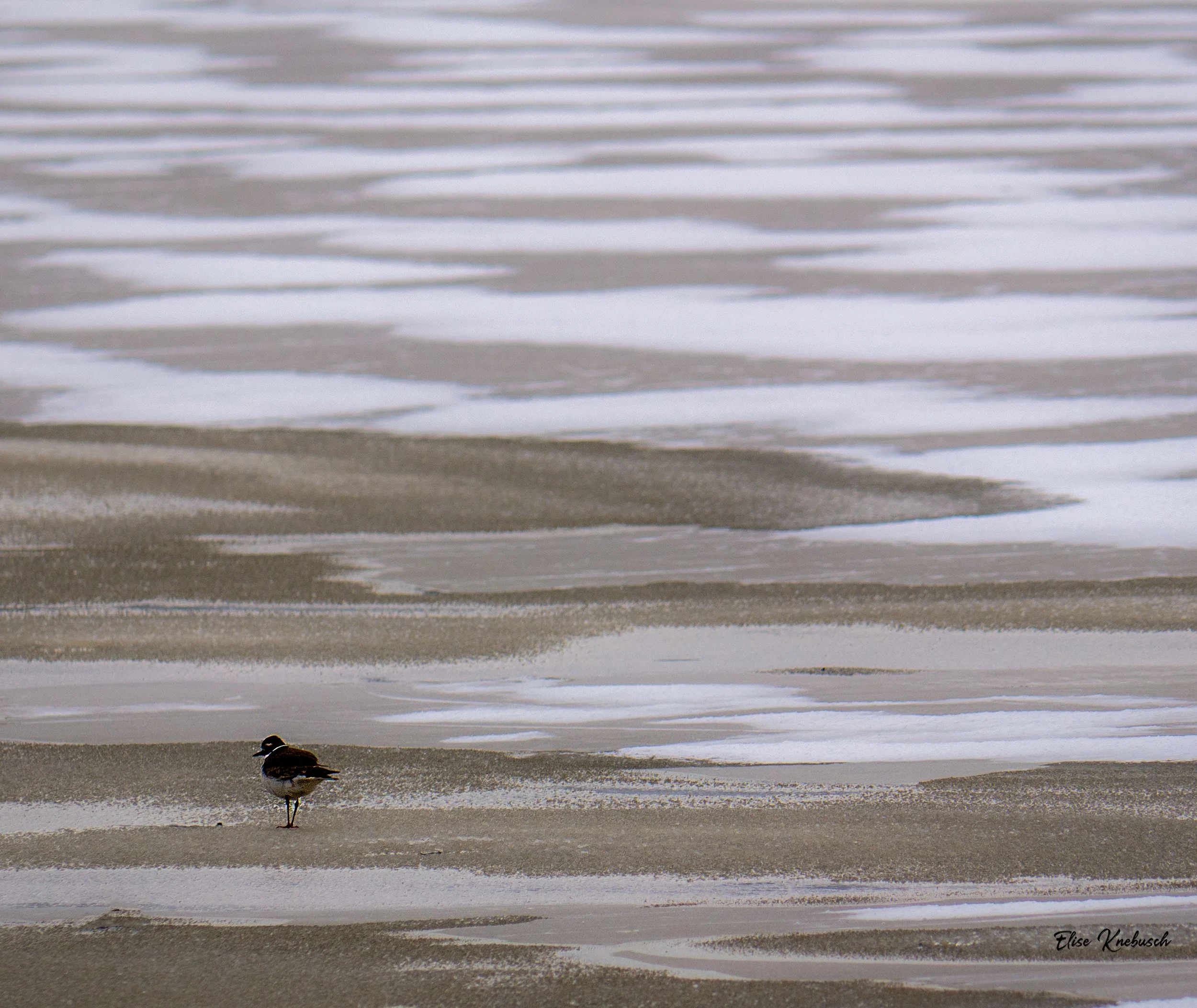 Abstract Bird WM-2.jpg