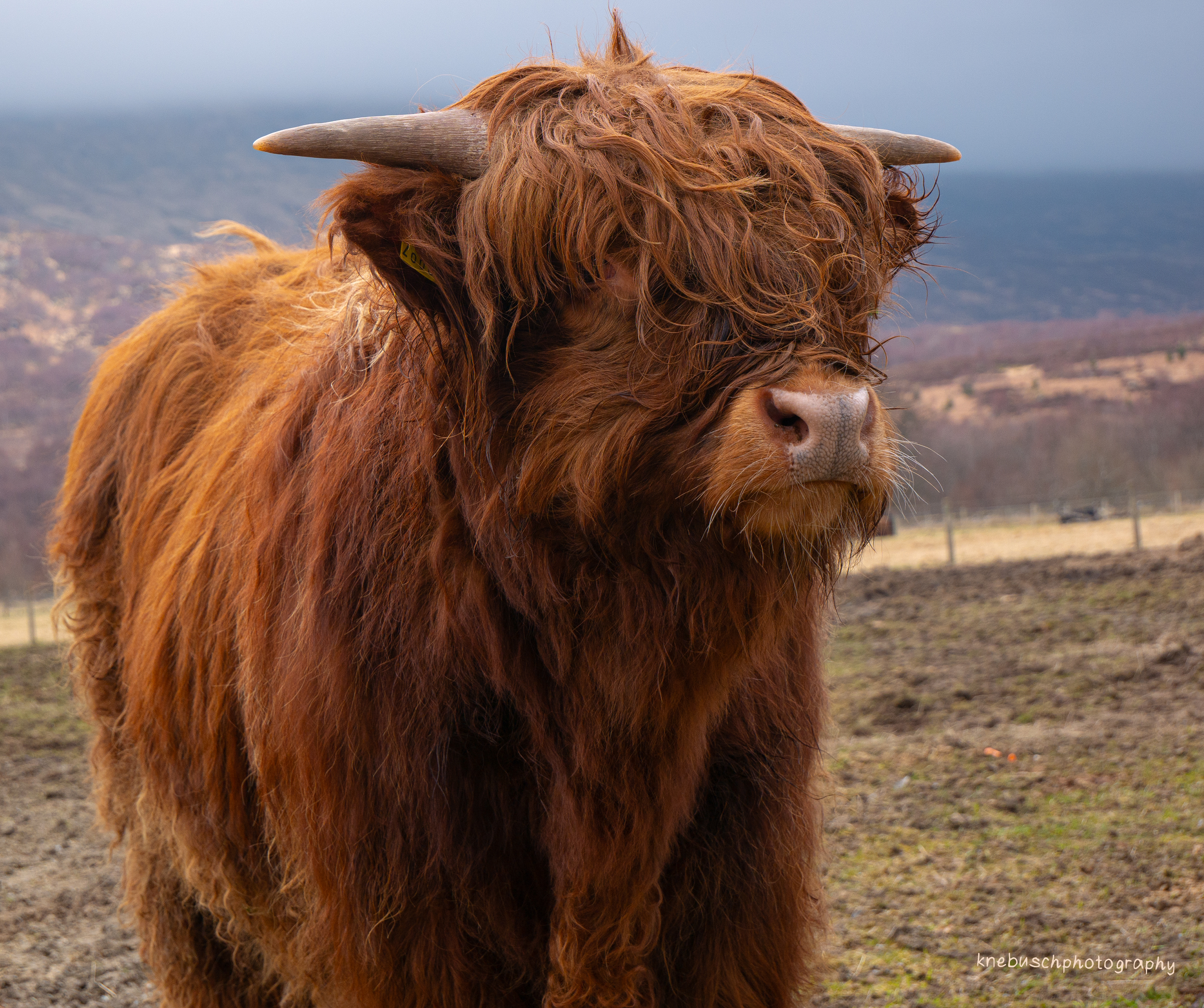 Highland Cow