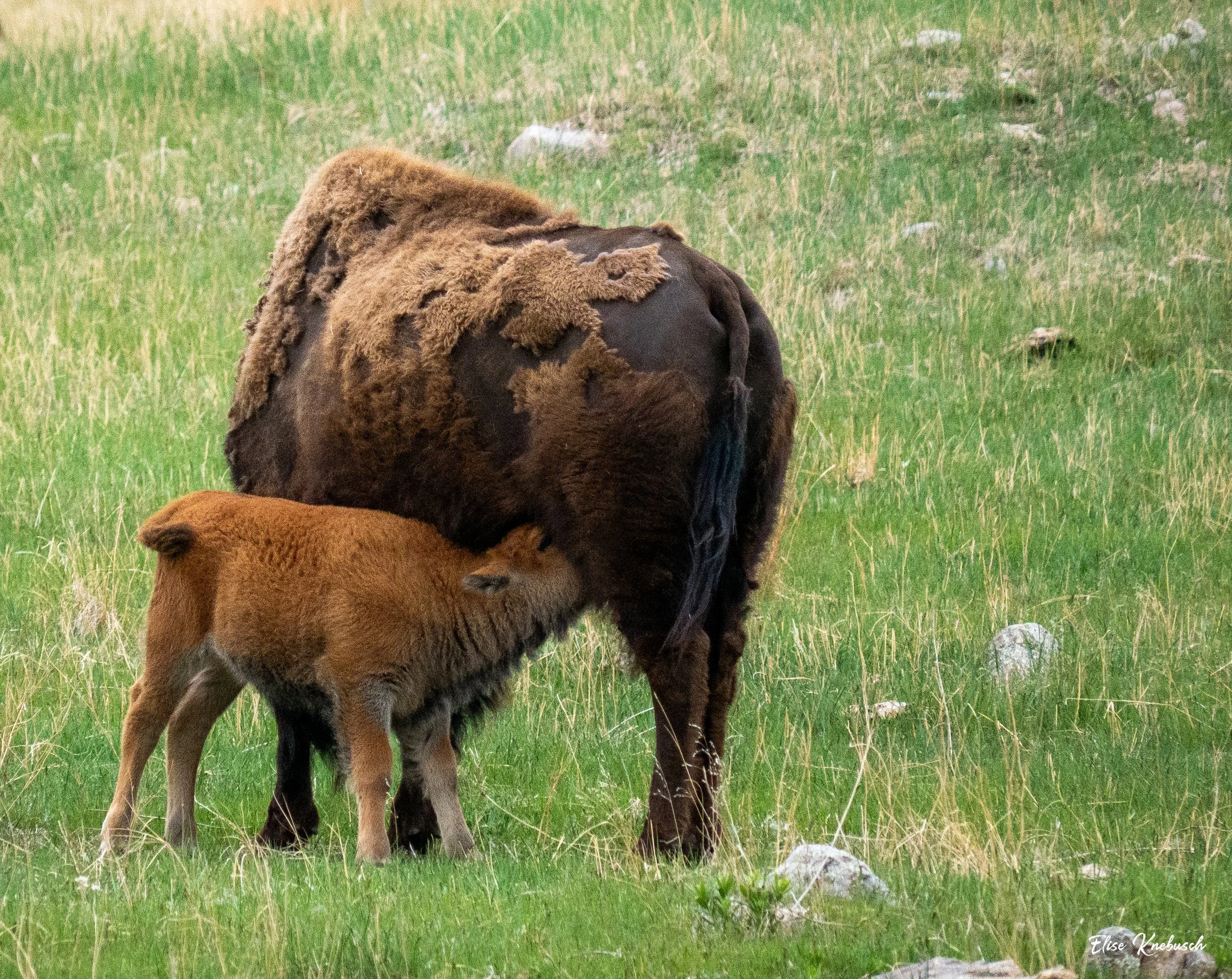 buffalo WM.jpg