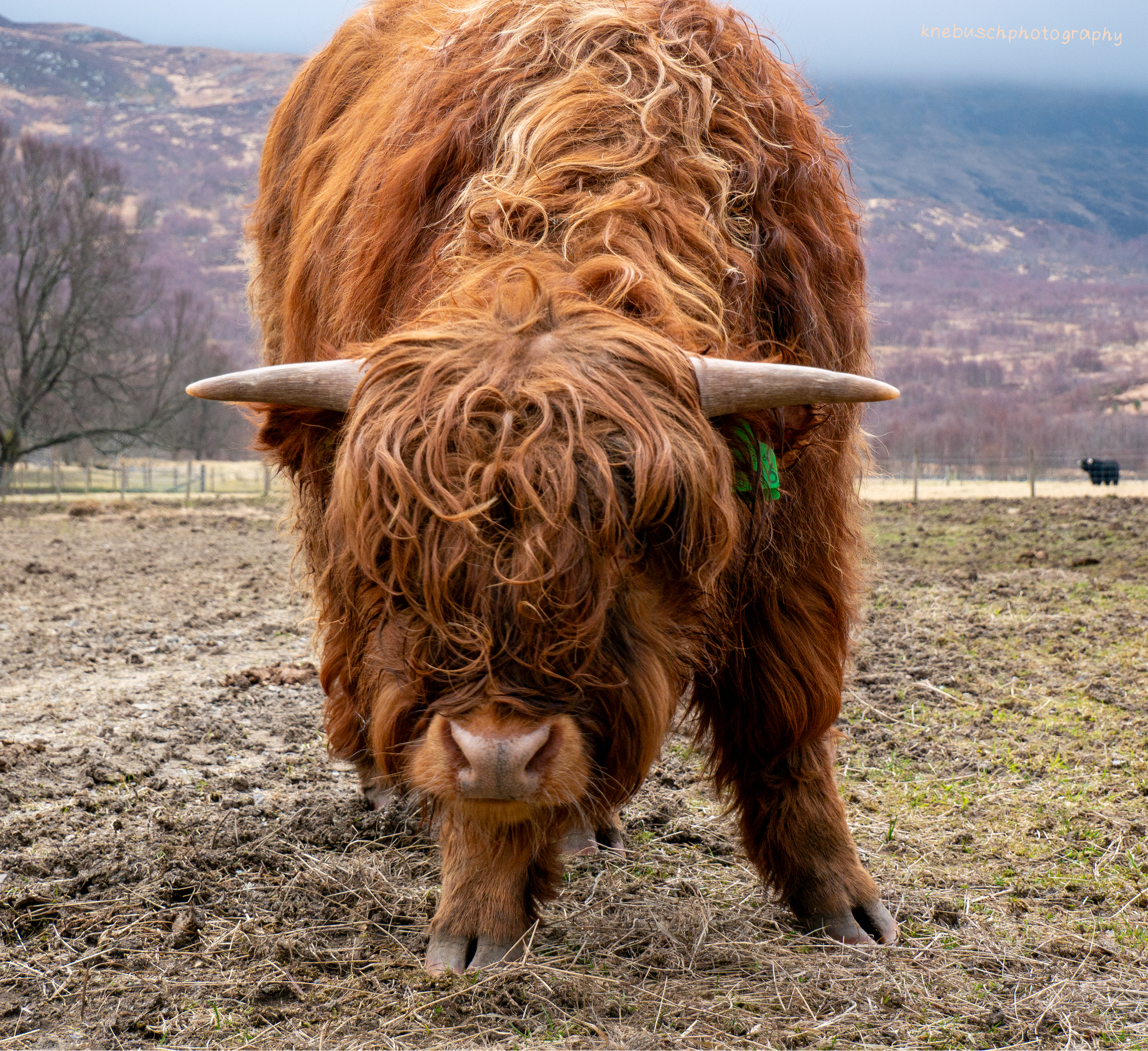 Highland Cow