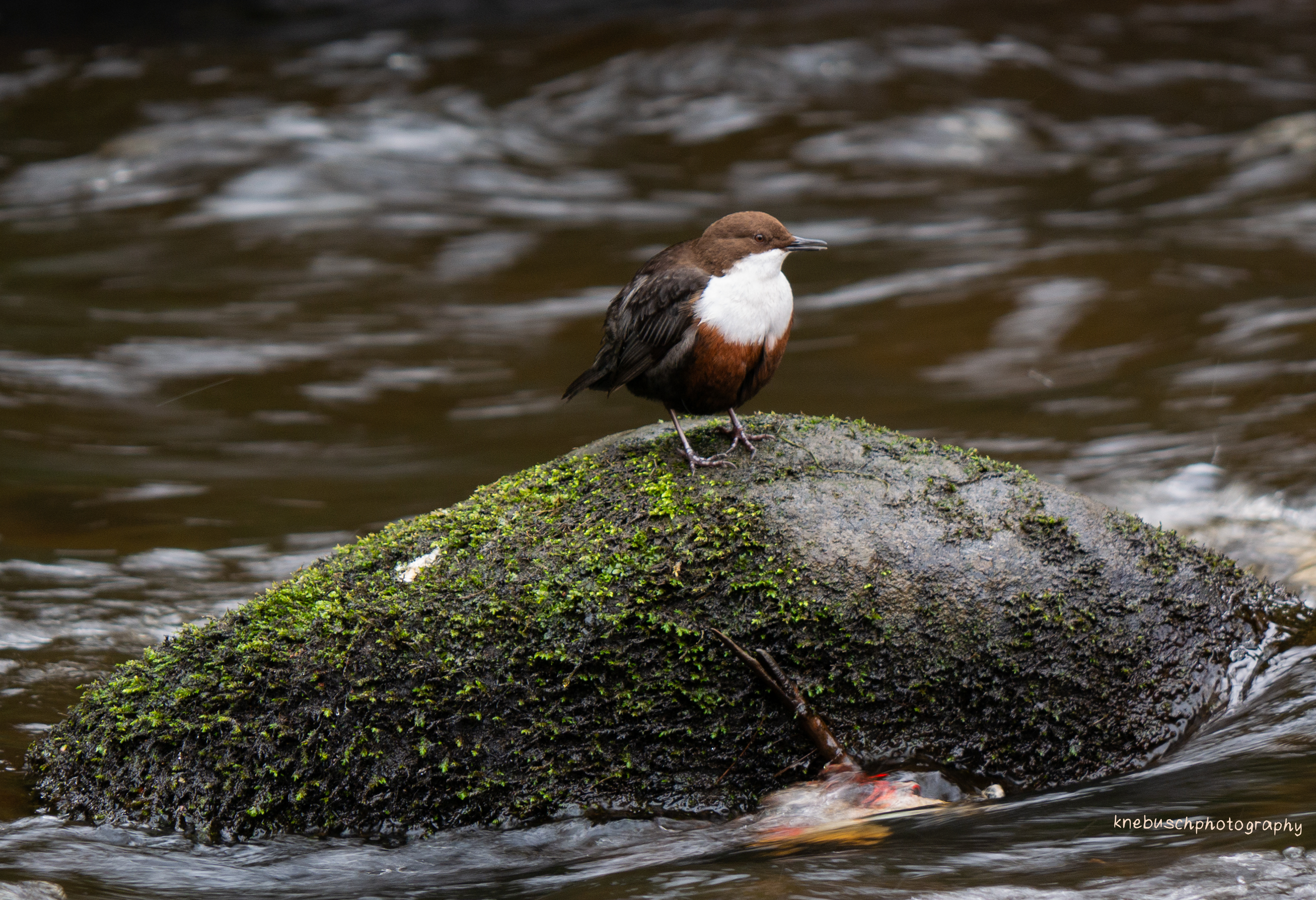 White-Throated Dipper