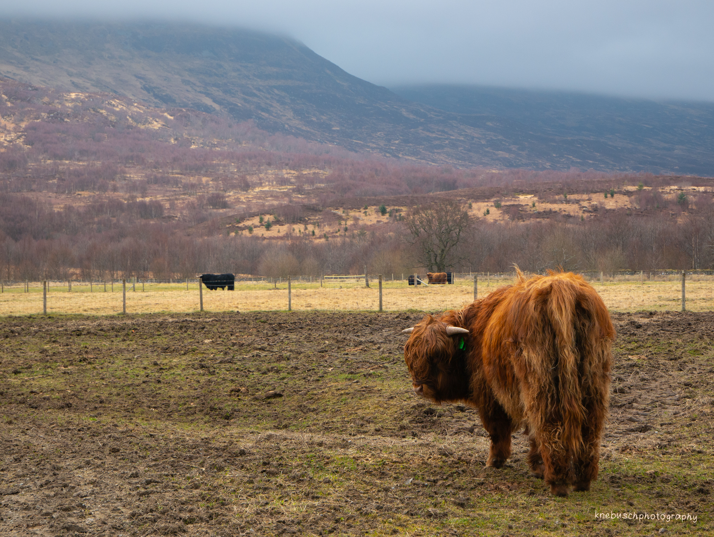Highland Cow 