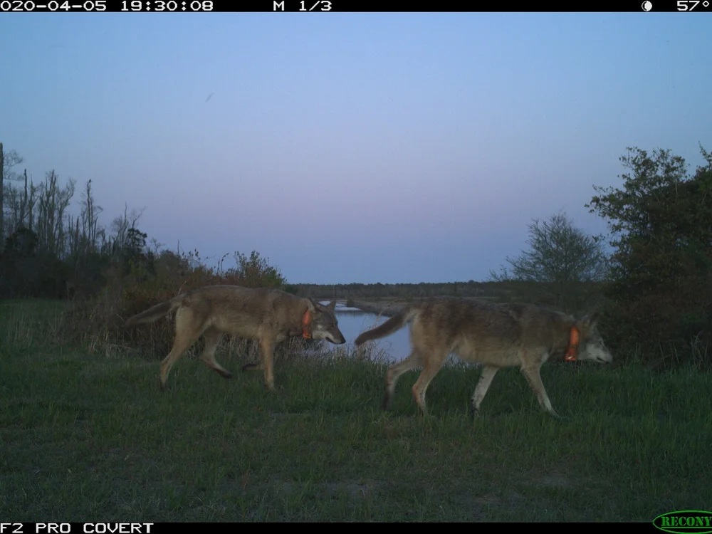 Red Wolves — Wildlands Network - Biodiversity Conservation + Wildlife ...