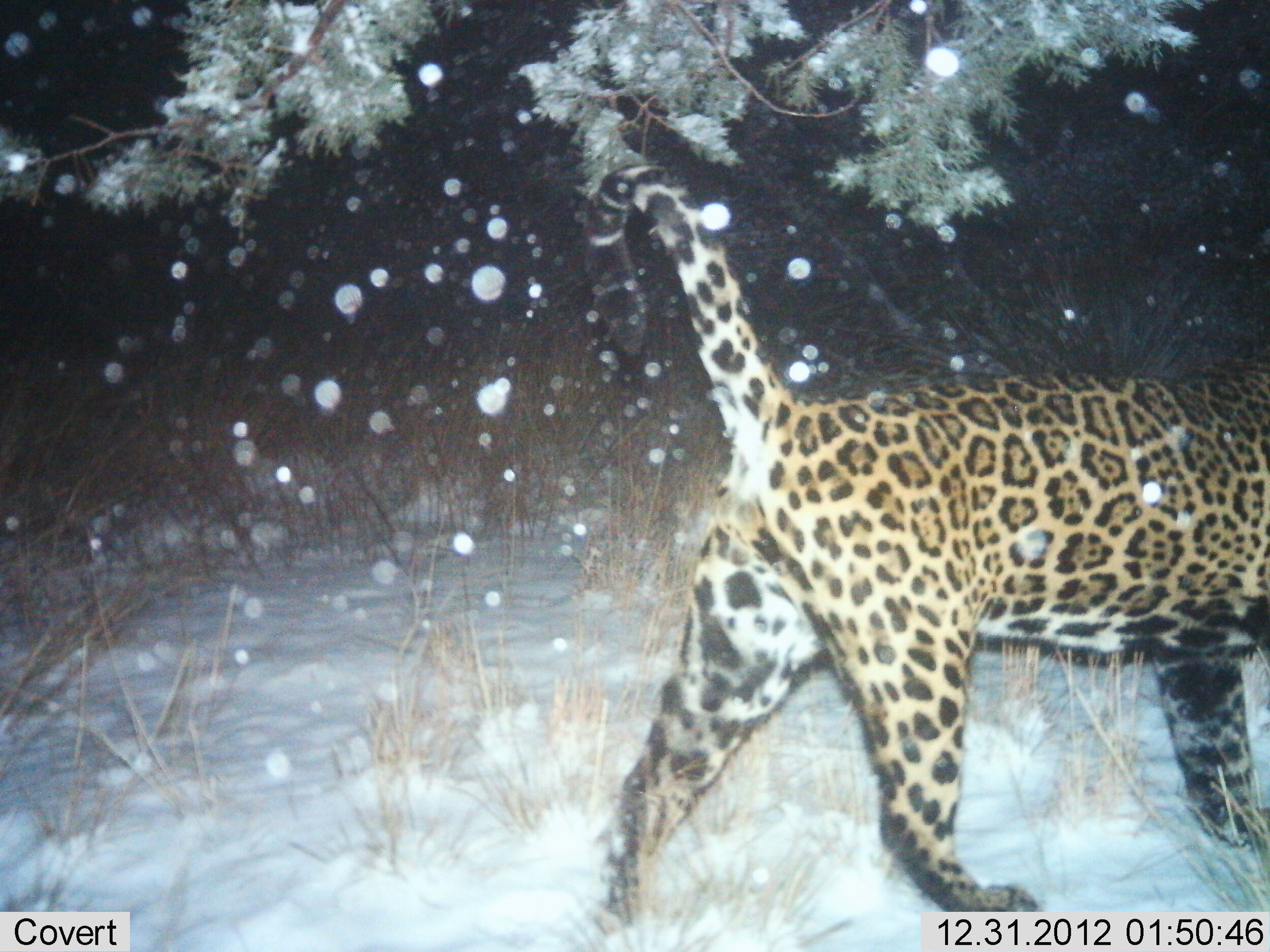 Camera trap jaguar southern Arizona 2 CREDIT USFWS UA .jpg