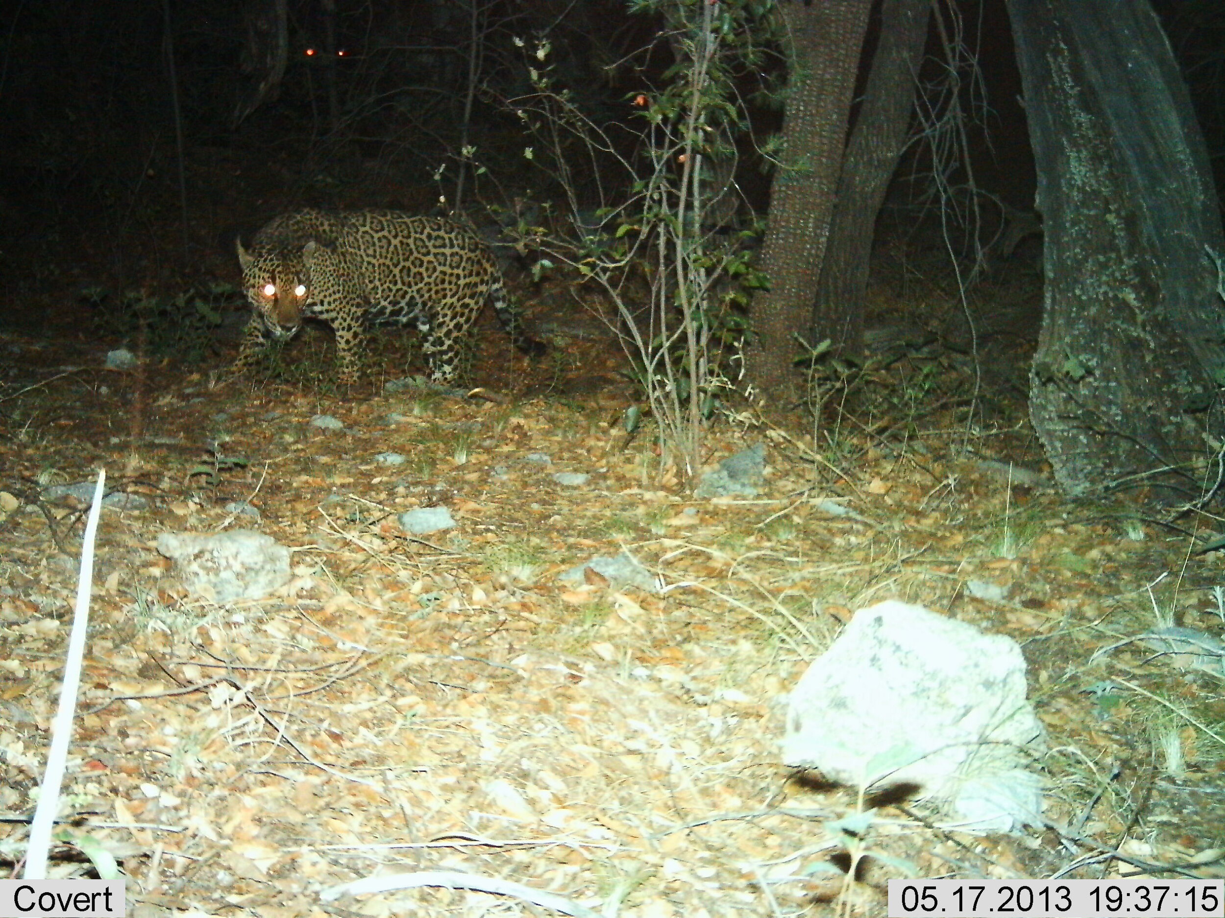 Camera trap jaguar southern Arizona 4 CREDIT USFWS UA .jpg