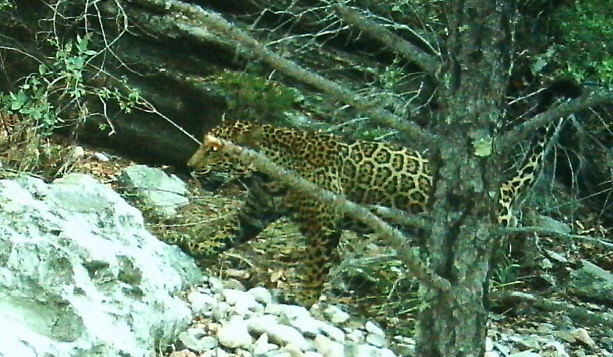 Camera trap jaguar southern Arizona 1 CREDIT USFWS UA  (1).jpg