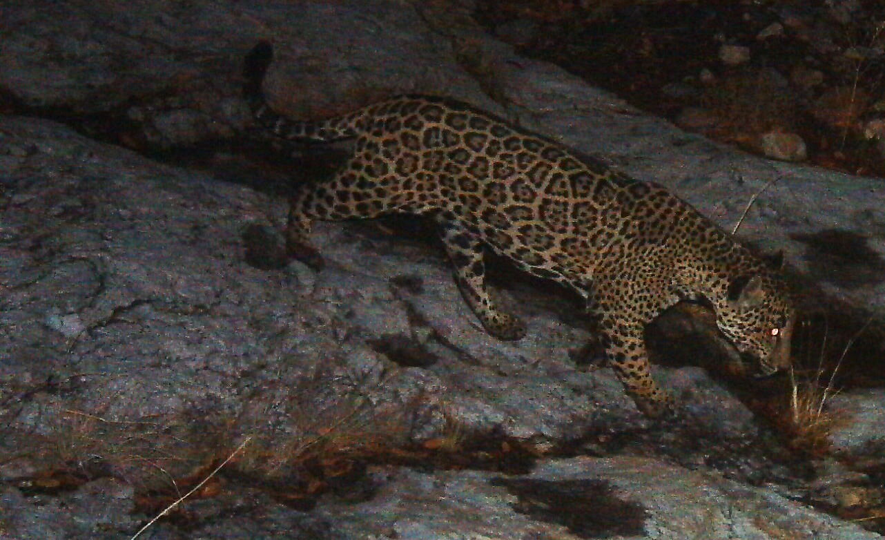 Camera trap jaguar southern Arizona 3 CREDIT USFWS UA .jpg
