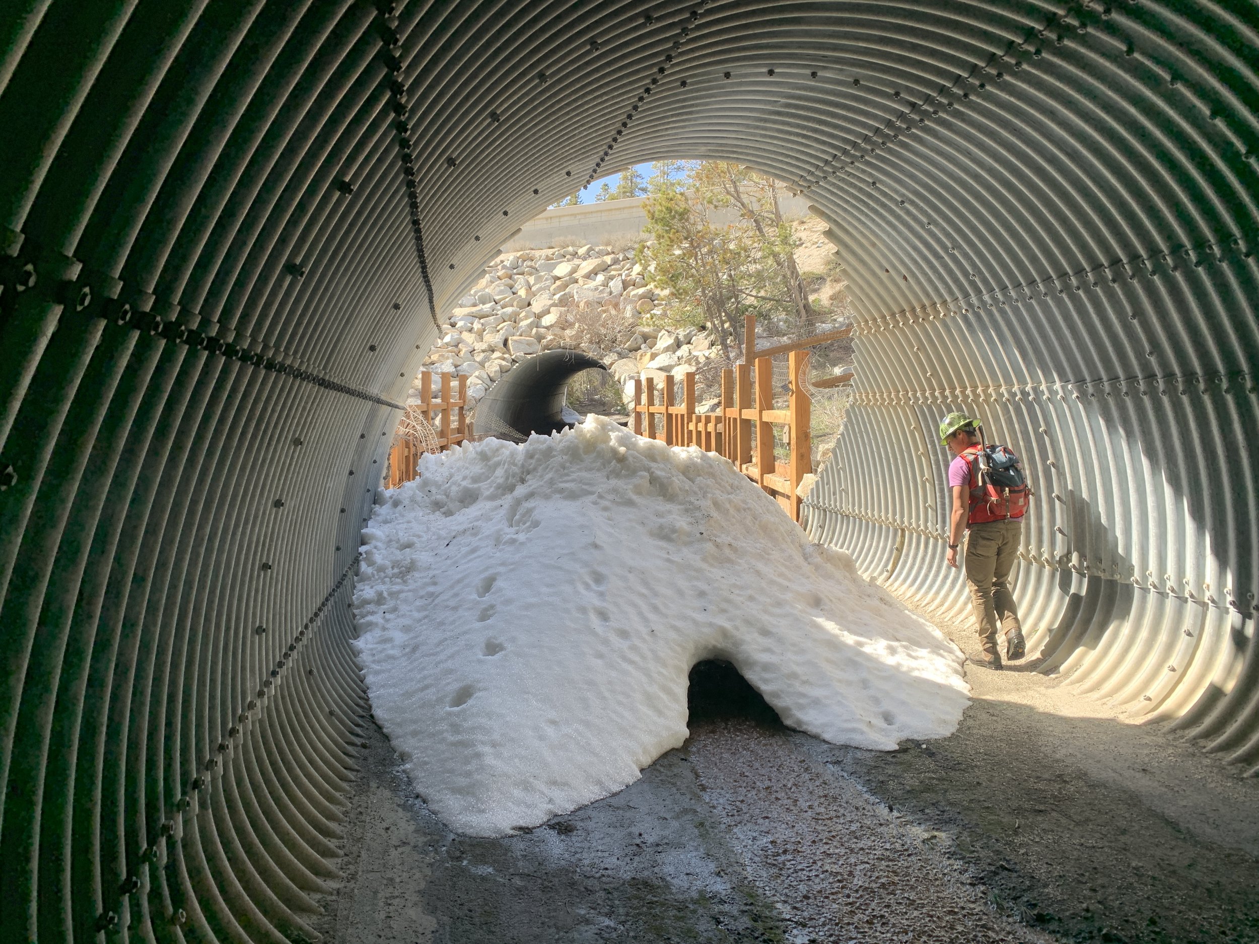  The California Department of Transportation (Caltrans) has been proactive in using mitigation strategies to construct needed wildlife underpasses along several sections of I-80. At several thousand feet above sea level, snow was still plentiful in s