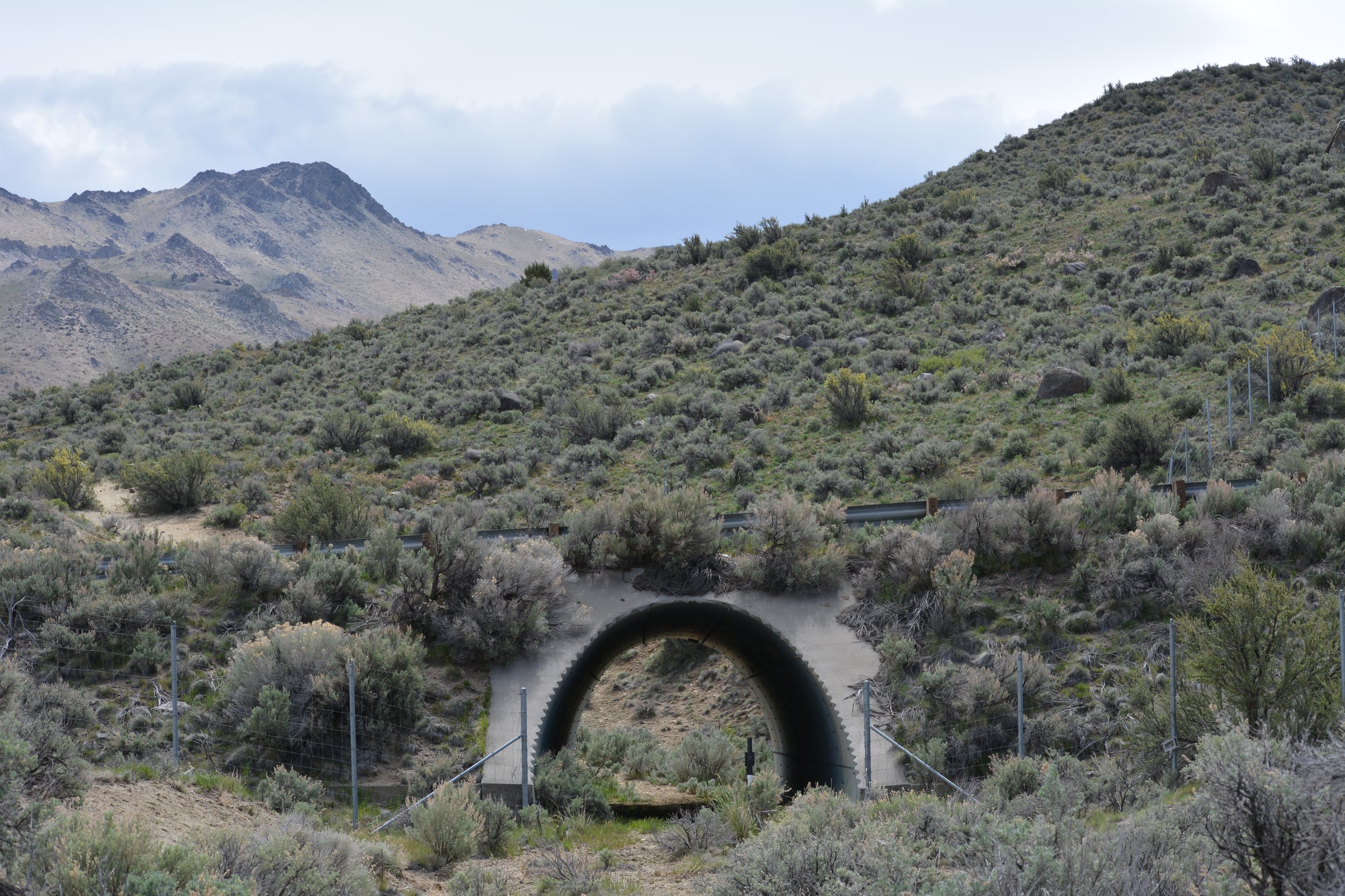  Several large underpasses on Highway 395 provide important safe passage for various species of wildlife, including mountain lion, bear, pronghorn, deer, and badgers. 
