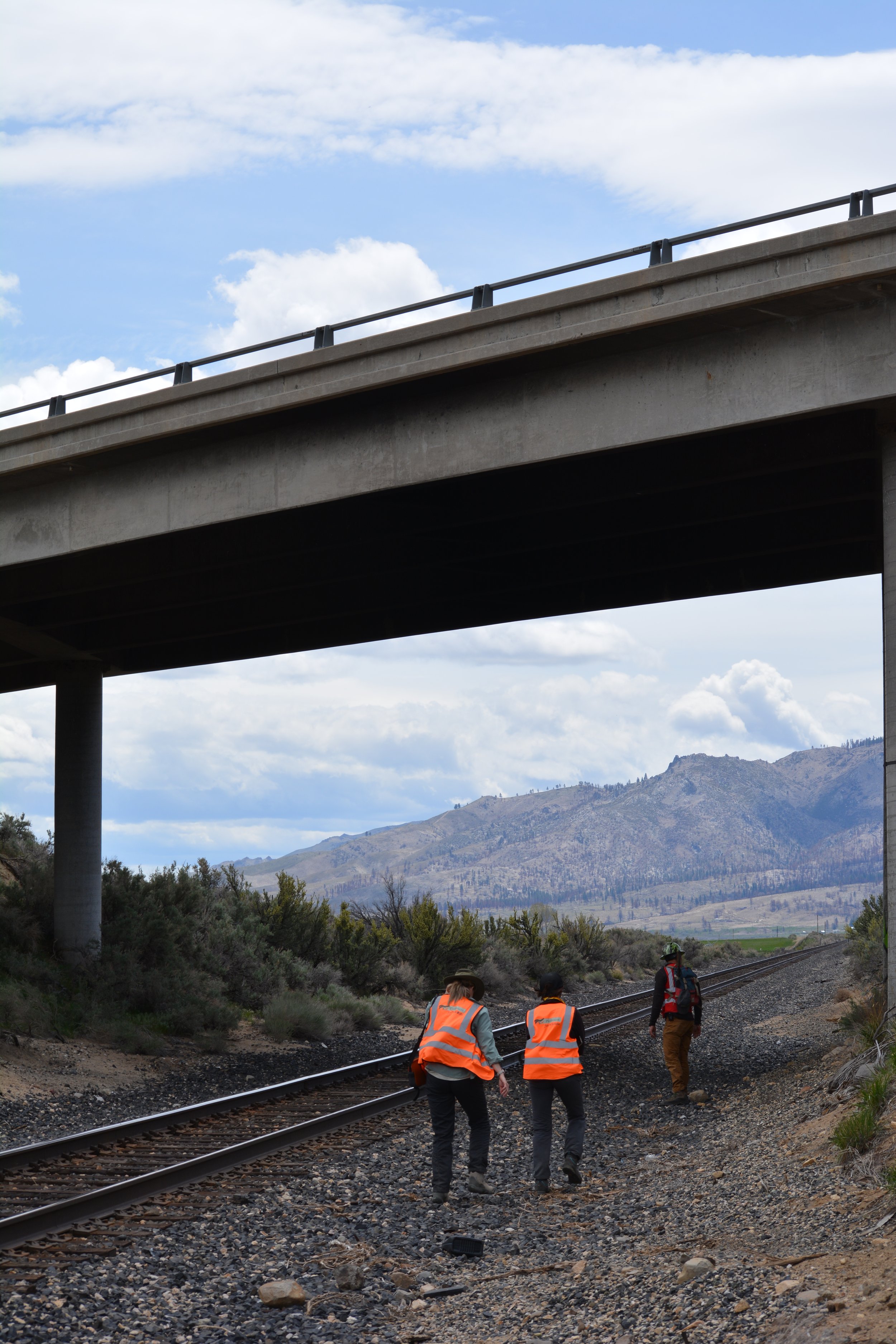  Our study has shown that large bridges, like the one pictured here, are used heavily by migrating mule deer. 