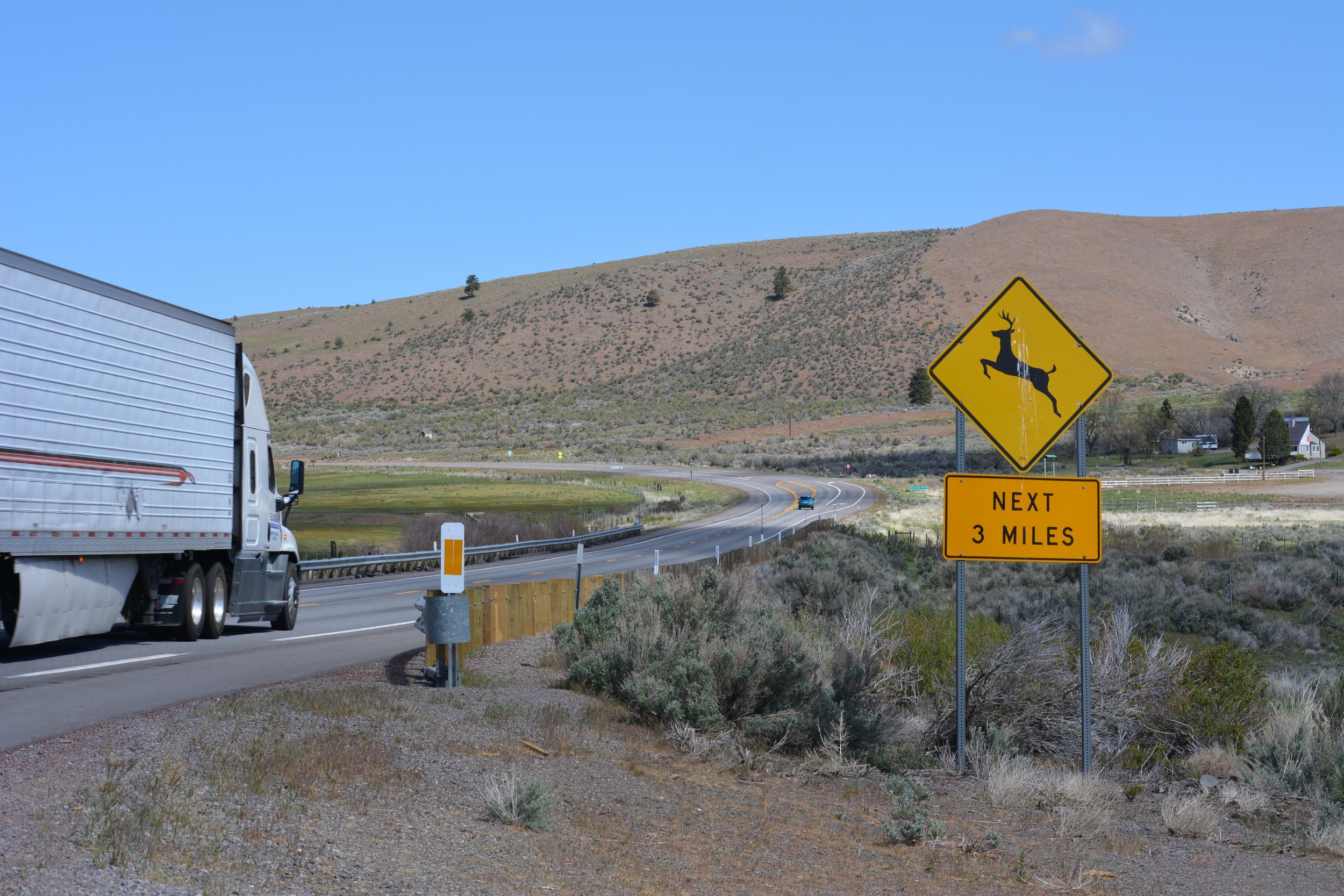  Ron and I explored a stretch of Highway 395 north of our study area, extending from Janesville to Susanville, California, which is considered one of the worst roadkill hotspots in the state. 