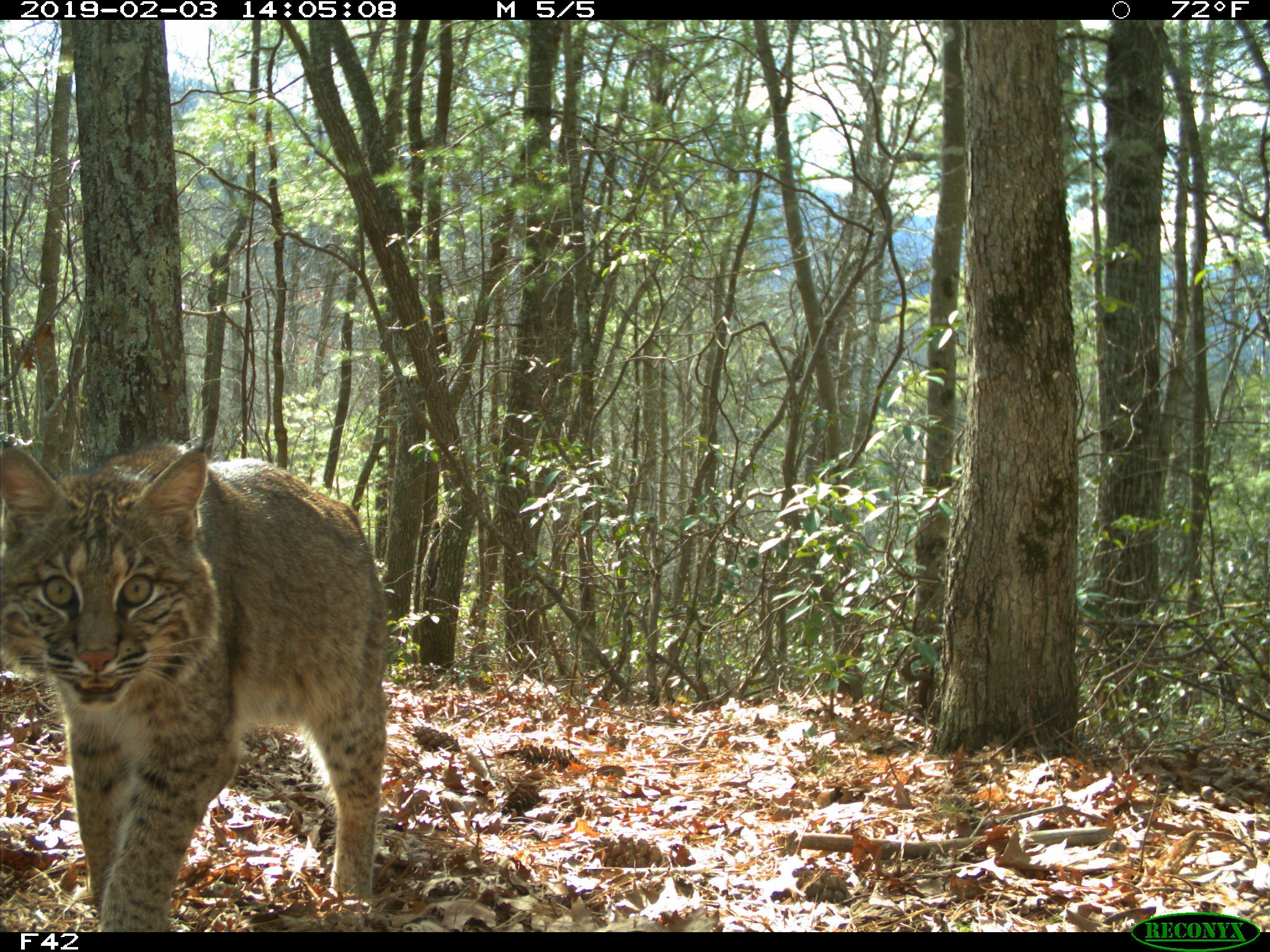  Bobcats are among the diverse array of wildlife that inhabits the Pigeon River Gorge beyond the report’s three target species: black bears, elk and white-tailed deer.  Photo: Wildlands Network/NPCA 
