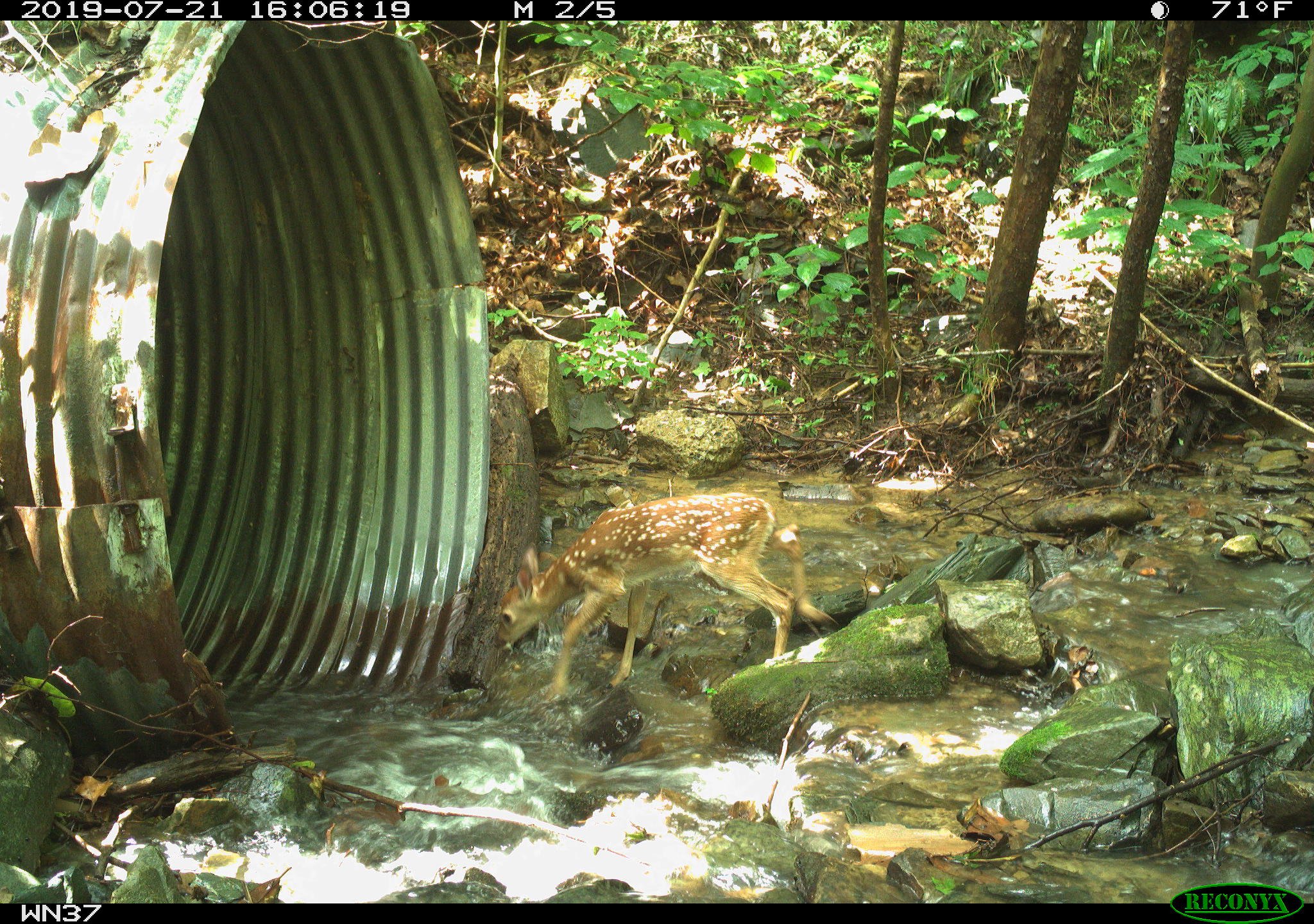  A fawn enters a culvert in the Pigeon River Gorge. Photo: Wildlands Network/NPCA 