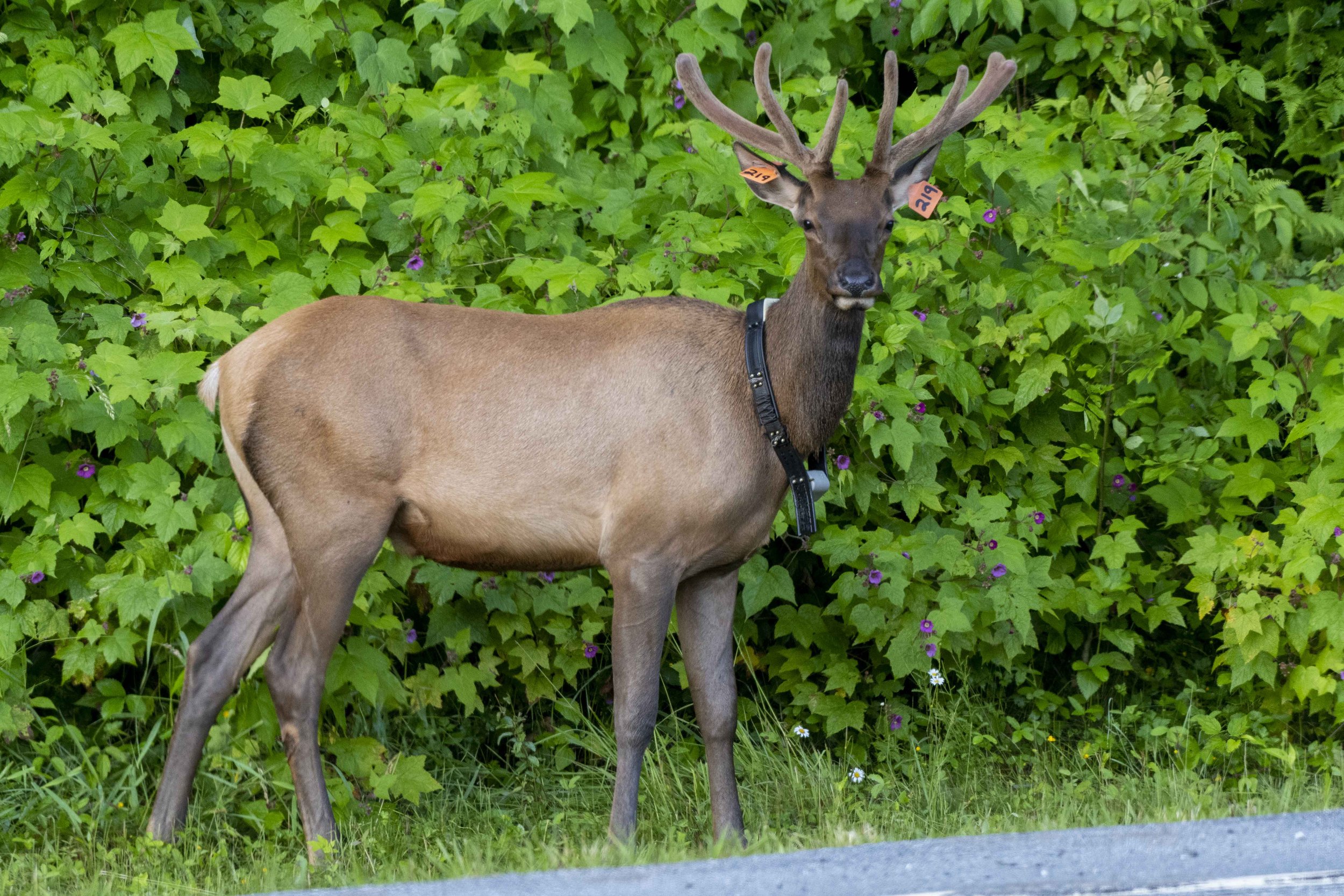  An elk near a highway in North Carolina. The researchers used GPS collar technology to identify elk road conflict areas along I-40. Photo: Jeff Gresko 