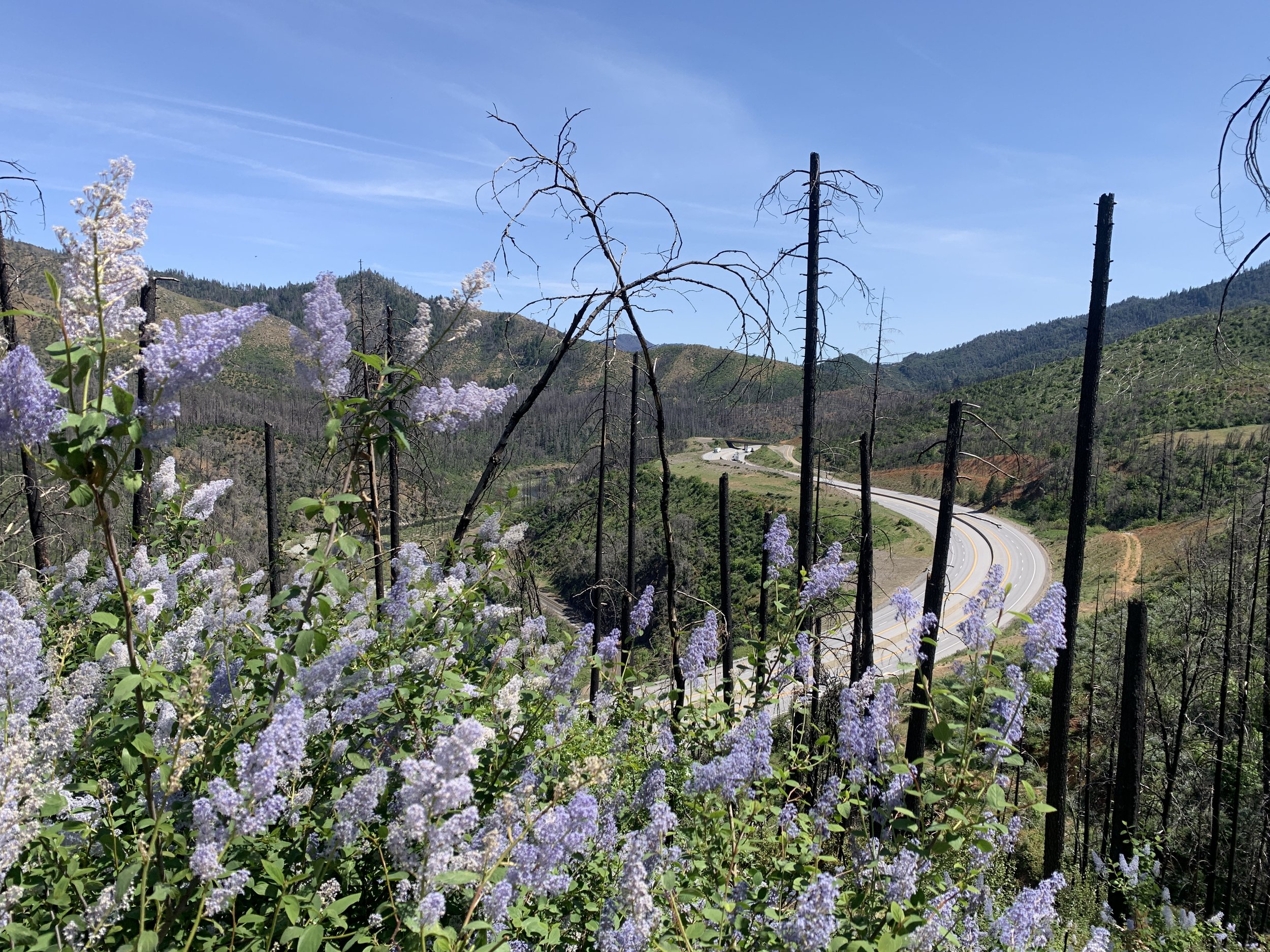  Our visit also coincided with native Ceanothus blooms. Viewing the I-5 from adjacent forest roads allowed us to gain perspective on how the Interstate impacts the landscape. 