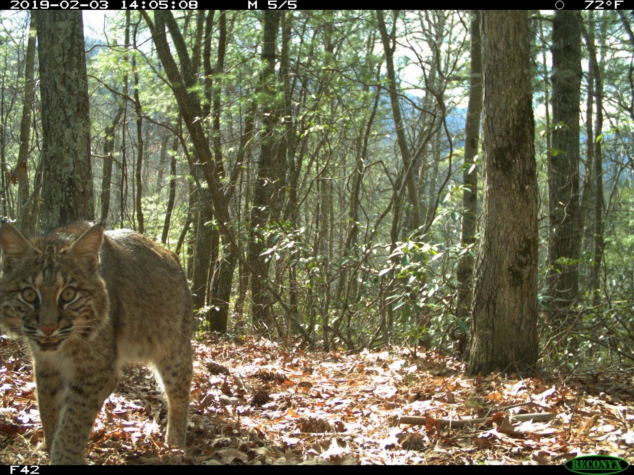 25 - Bobcat.JPG