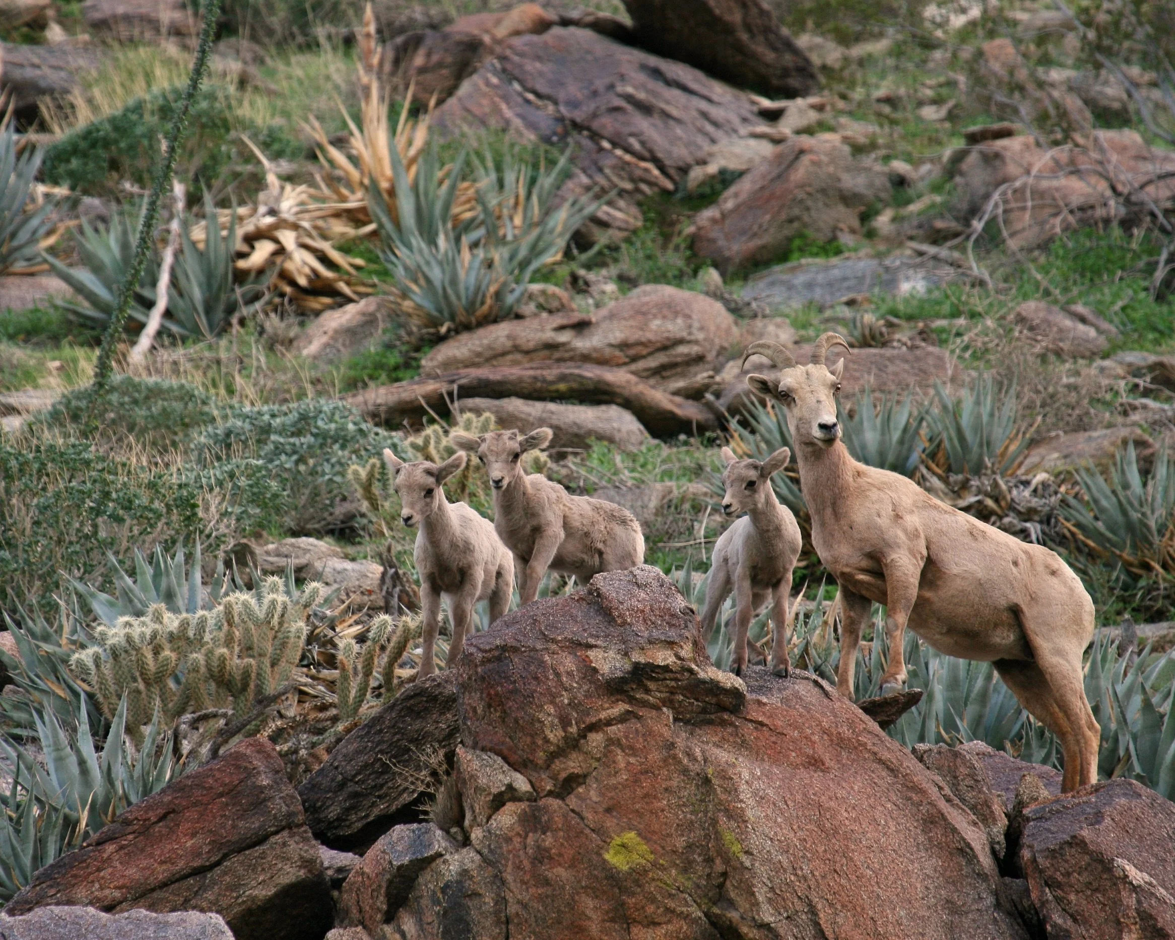 Overpass designs could give endangered bighorn sheep safe passage over a deadly California highway