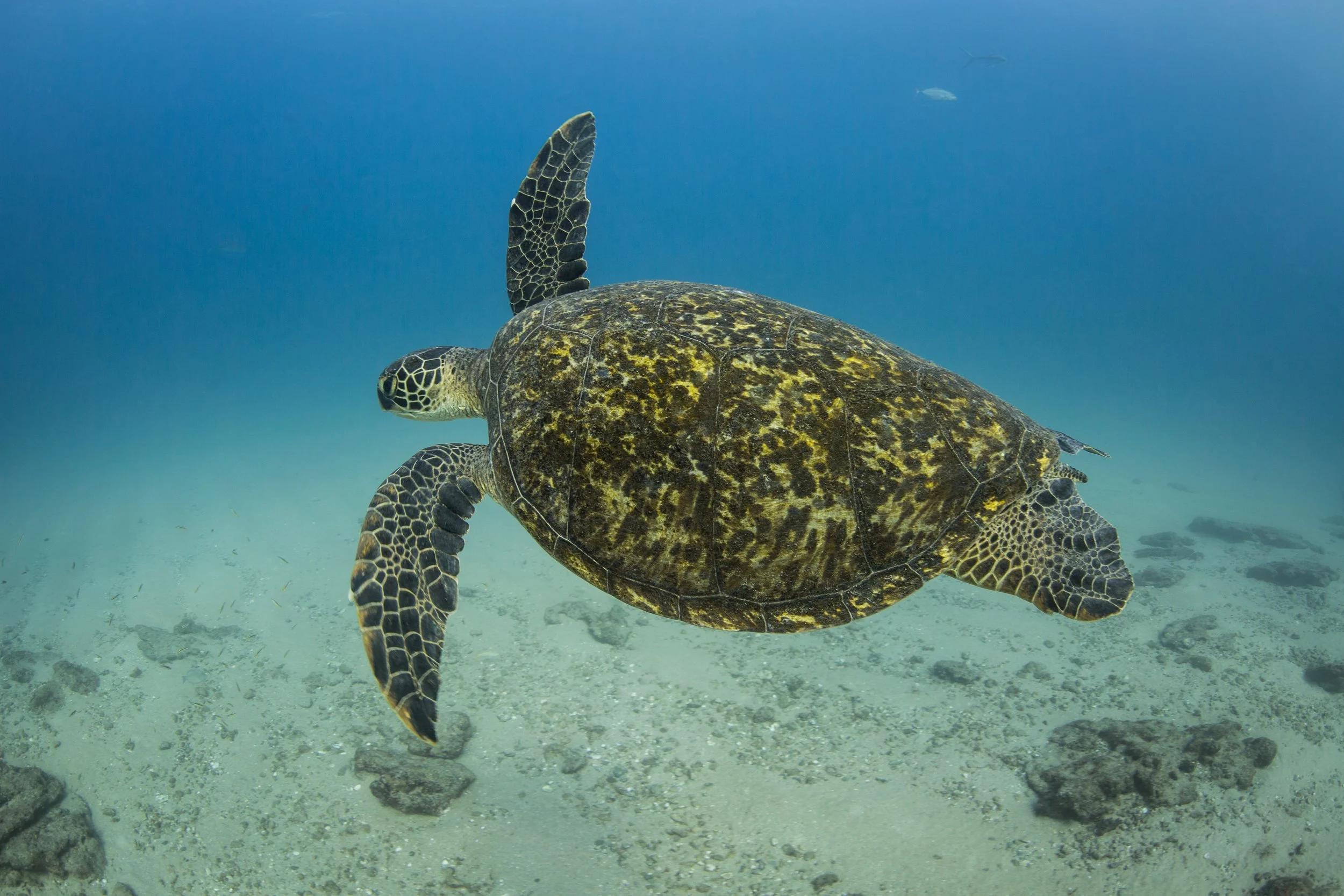 8. Cabo Pulmo_Carlos Aguilera-Niparaja.jpeg