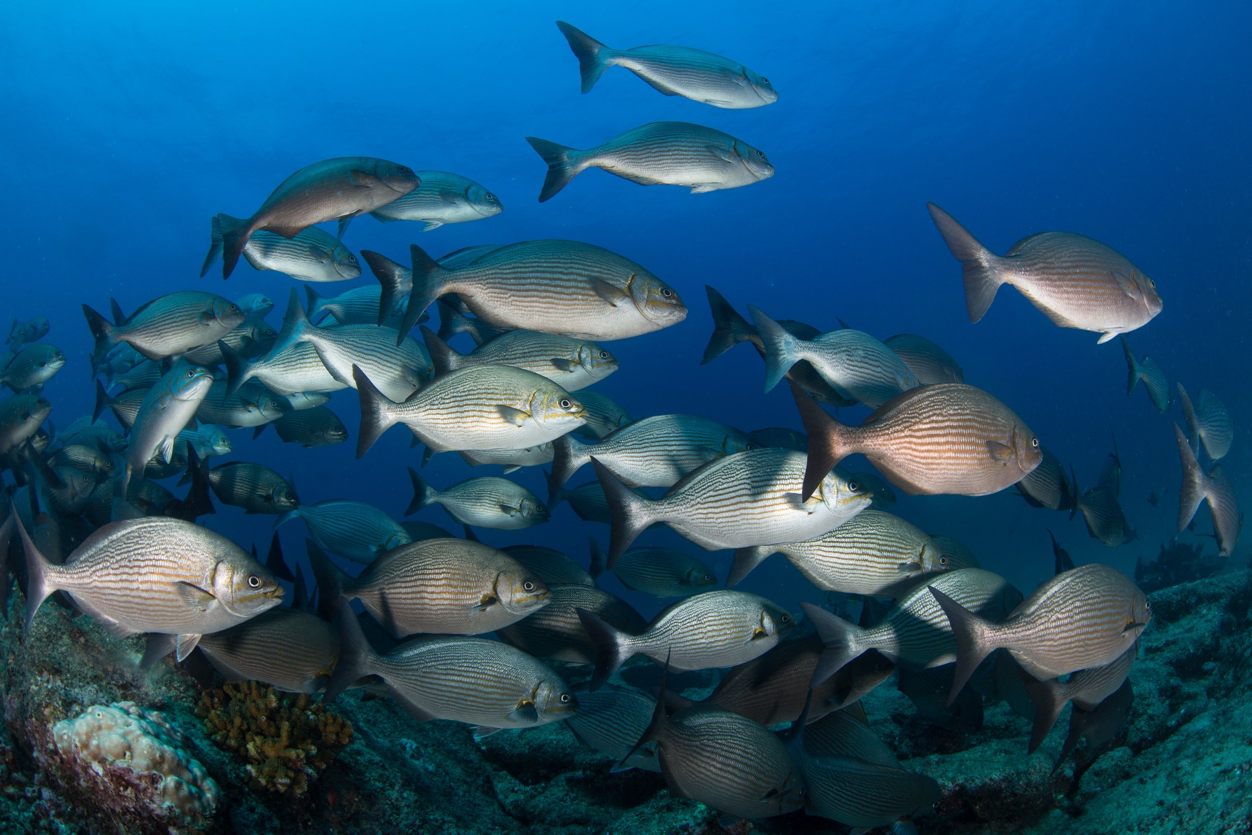 9. Cabo Pulmo_Carlos Aguilera-Niparaja.jpeg