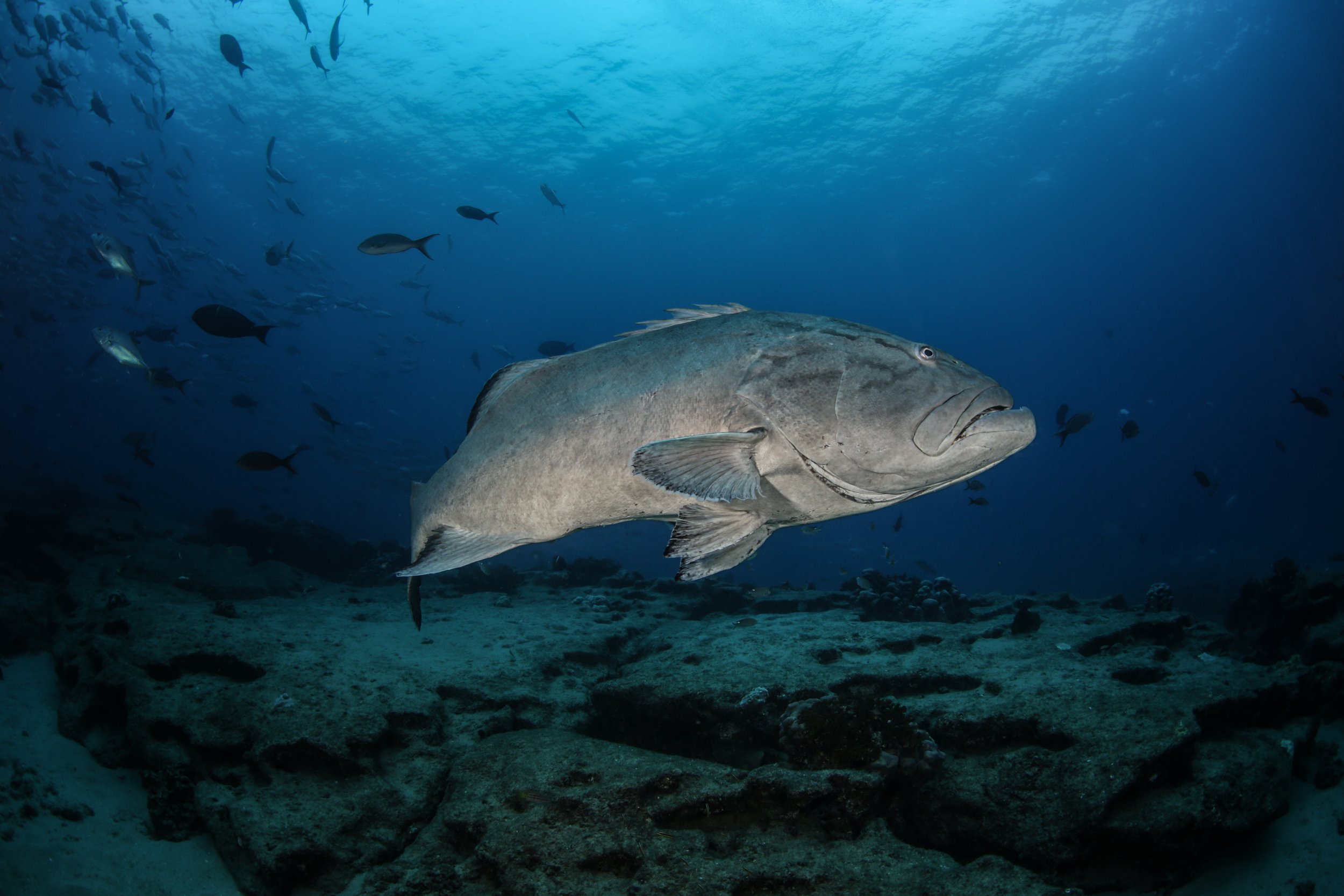 10. Cabo Pulmo_Carlos Aguilera-Niparaja.jpeg