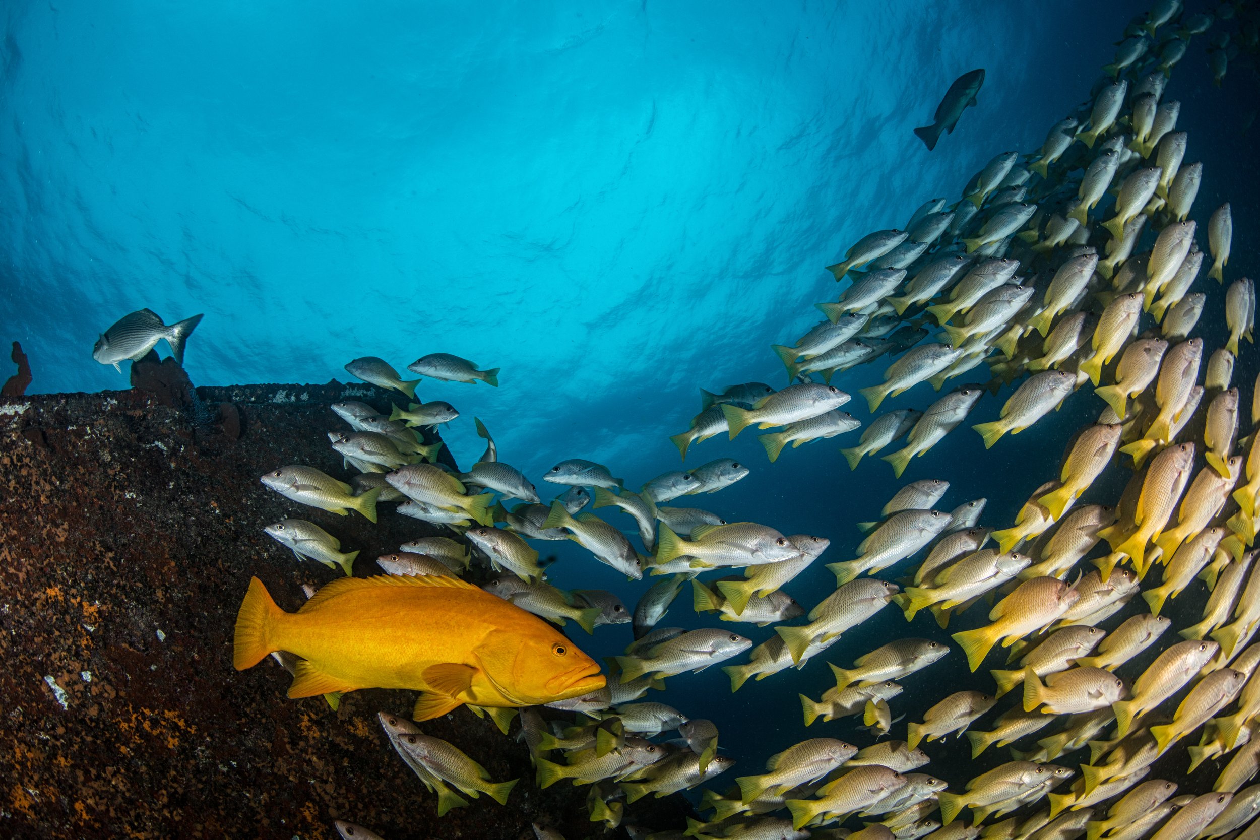 11. Cabo Pulmo_Carlos Aguilera-Niparaja.jpeg