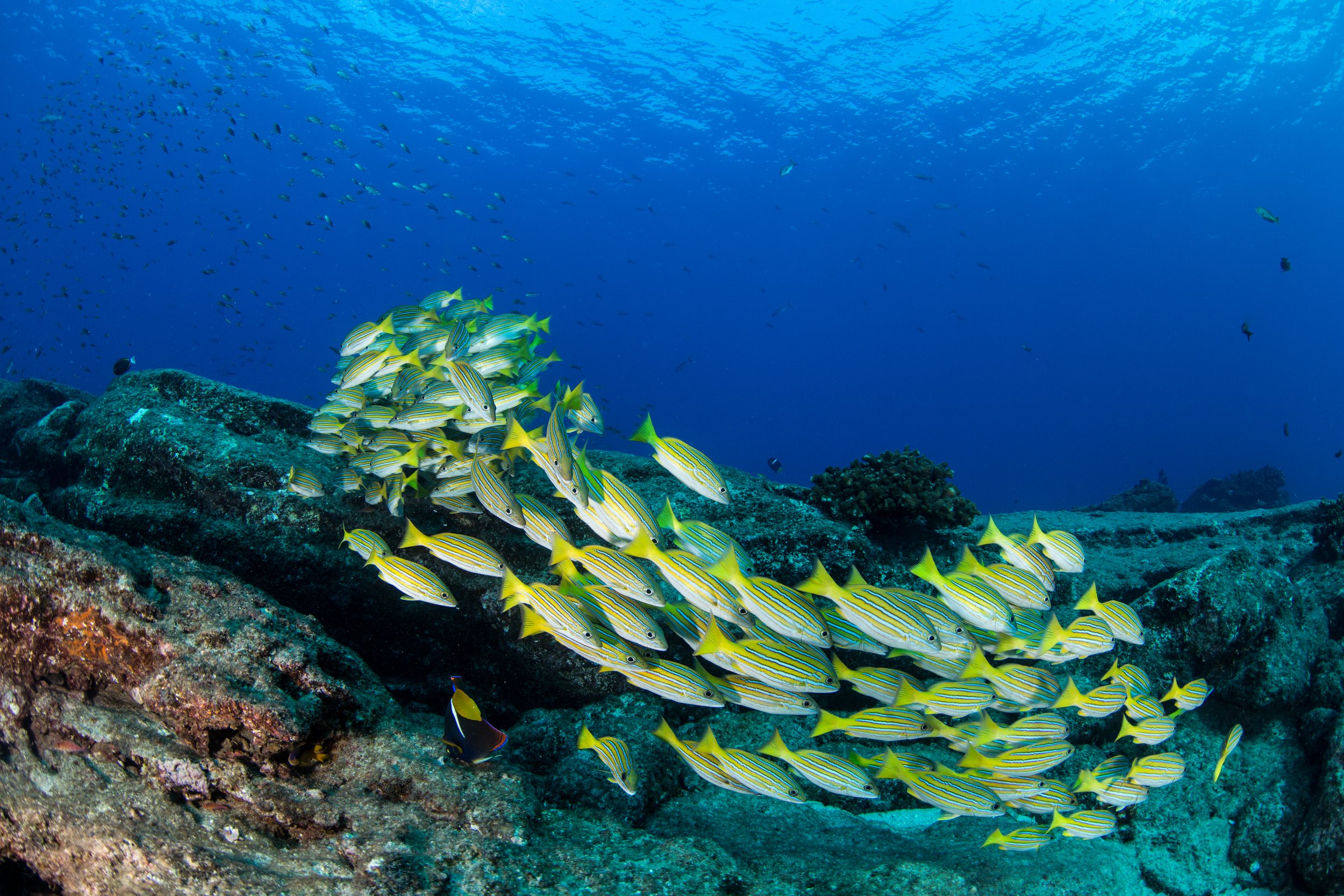 15. Cabo Pulmo_Carlos Aguilera-Niparaja.jpeg