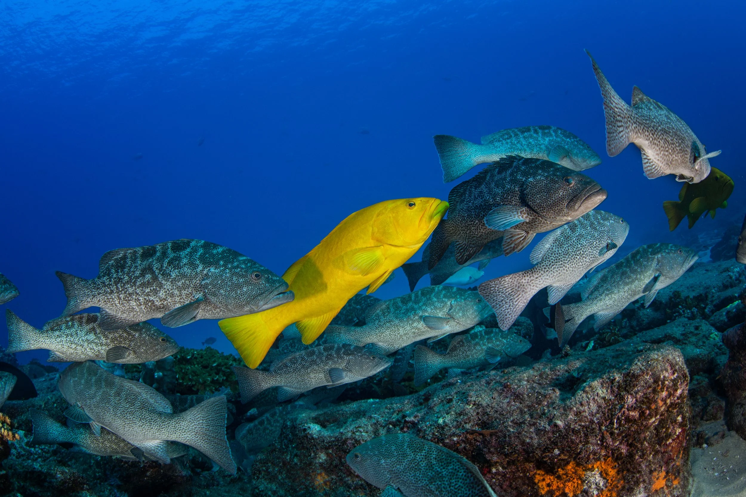 16. Cabo Pulmo_Carlos Aguilera-Niparaja.jpeg