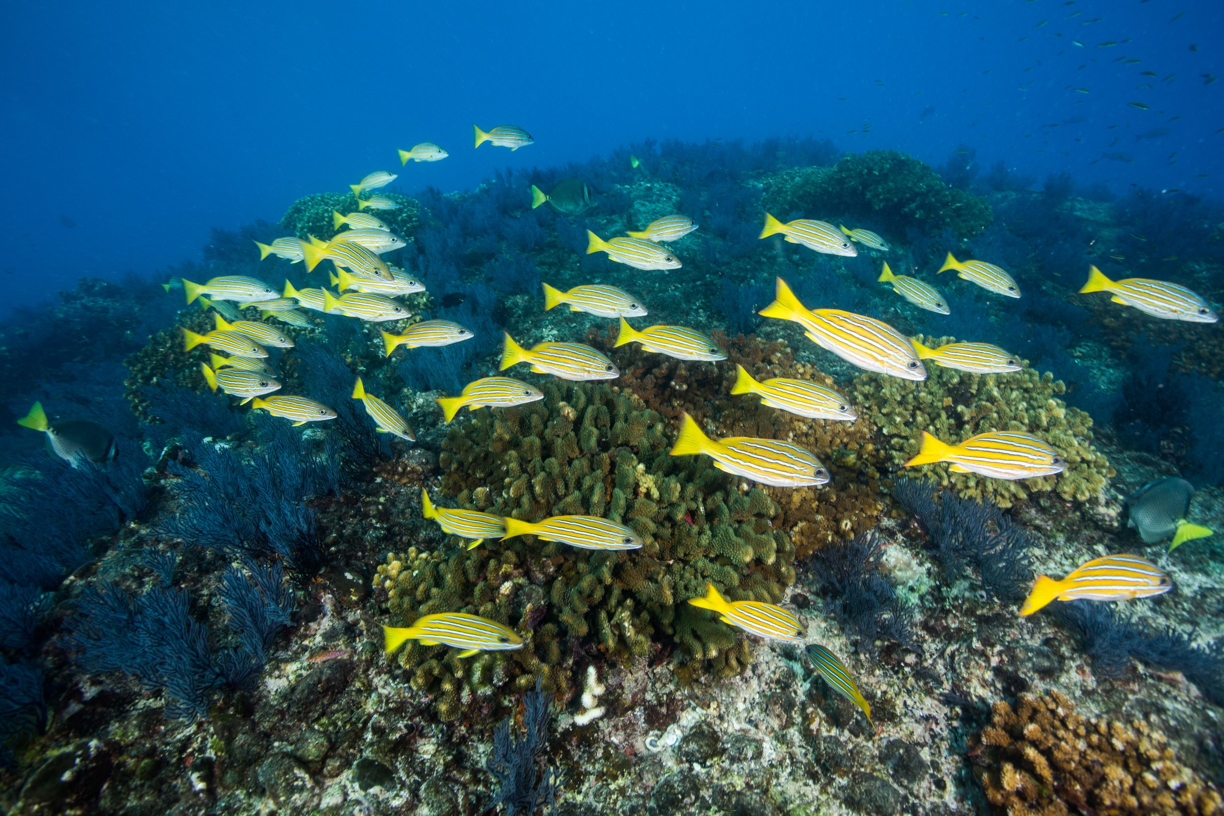 17. Cabo Pulmo_Carlos Aguilera-Niparaja.jpeg