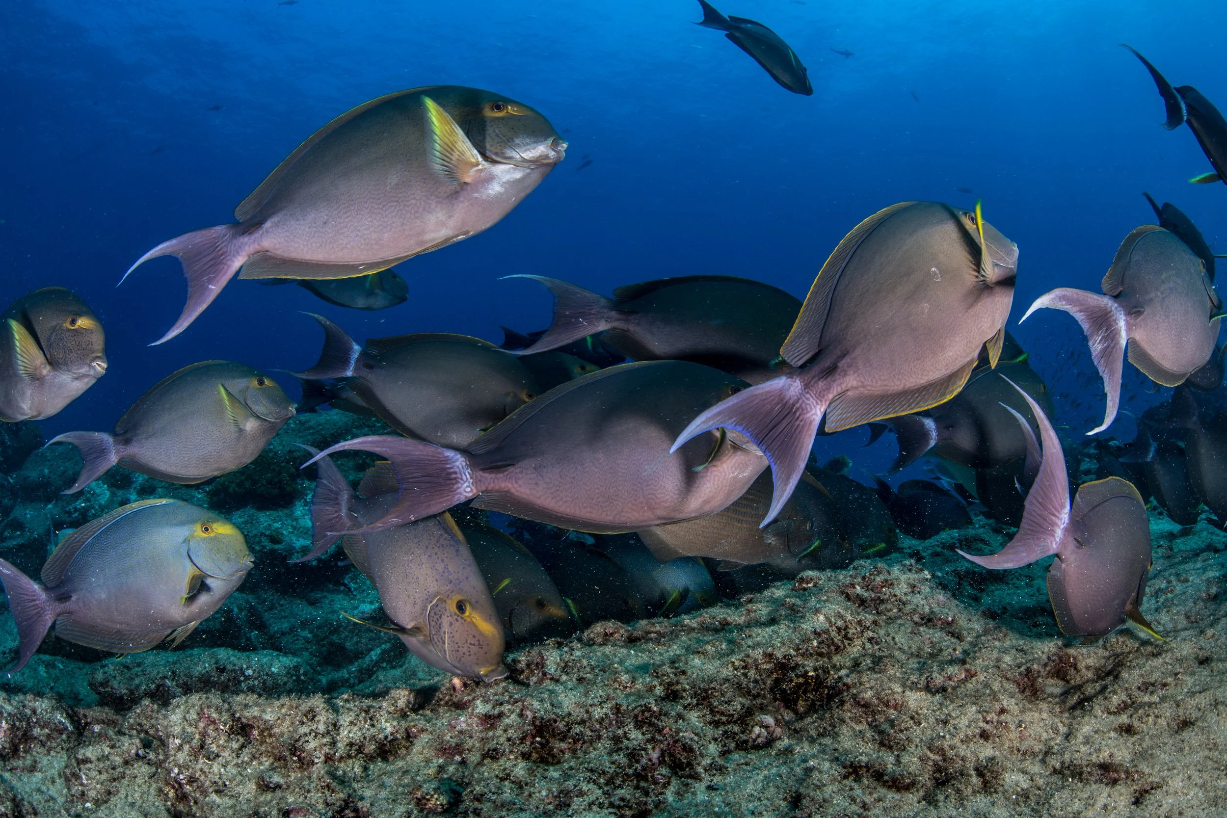 19. Cabo Pulmo_Carlos Aguilera-Niparaja.jpeg