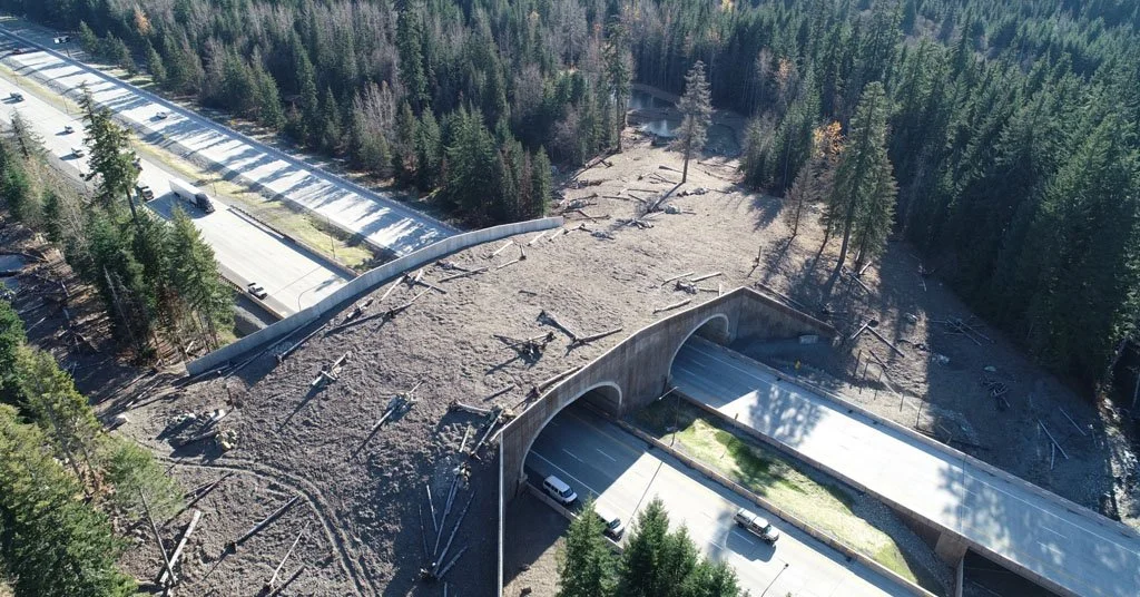 Bipartisan Wildlife Crossing Legislation Introduced in the U.S. House of Representatives