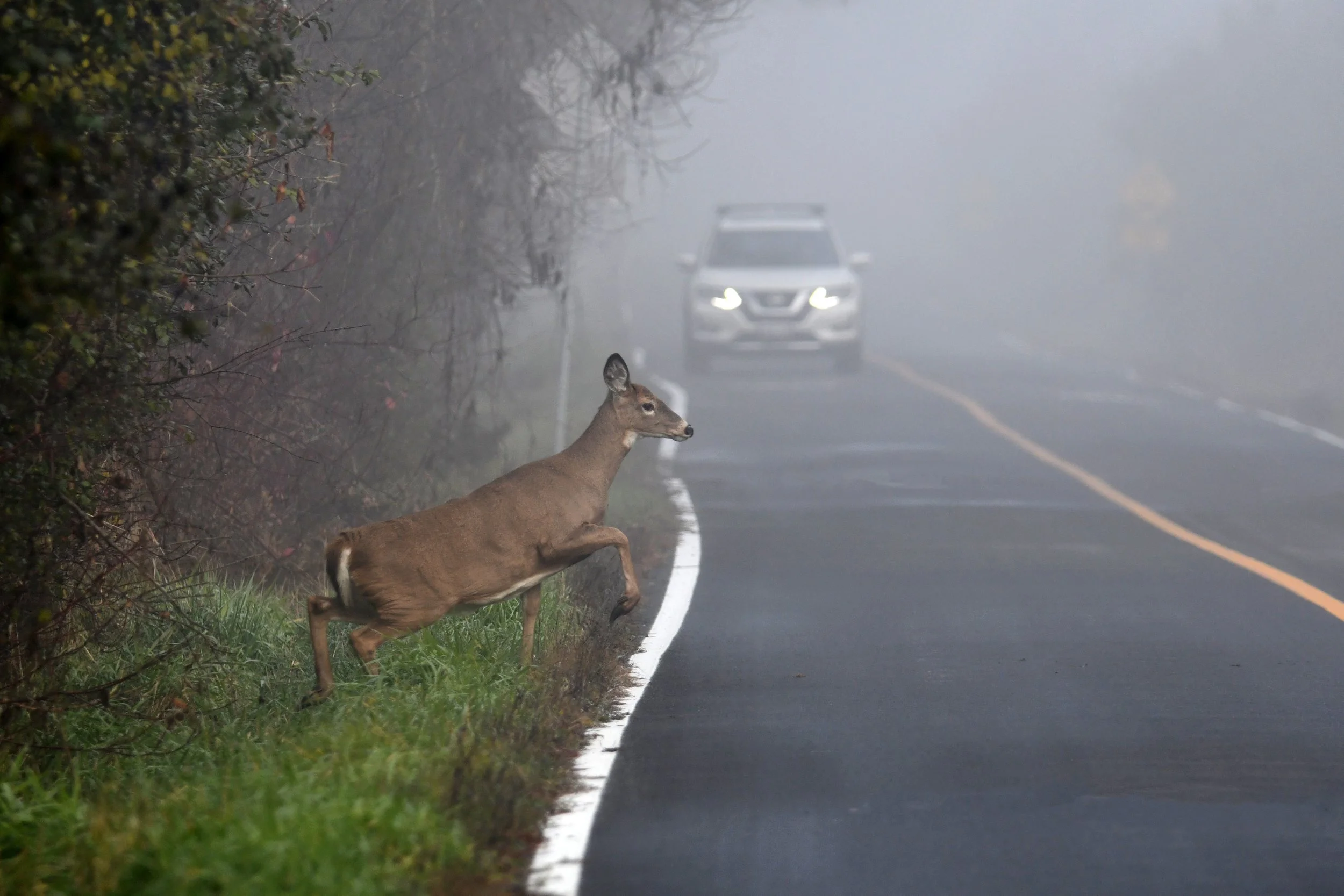 Virginia Takes Action to Protect Wildlife and Drivers with New Bill