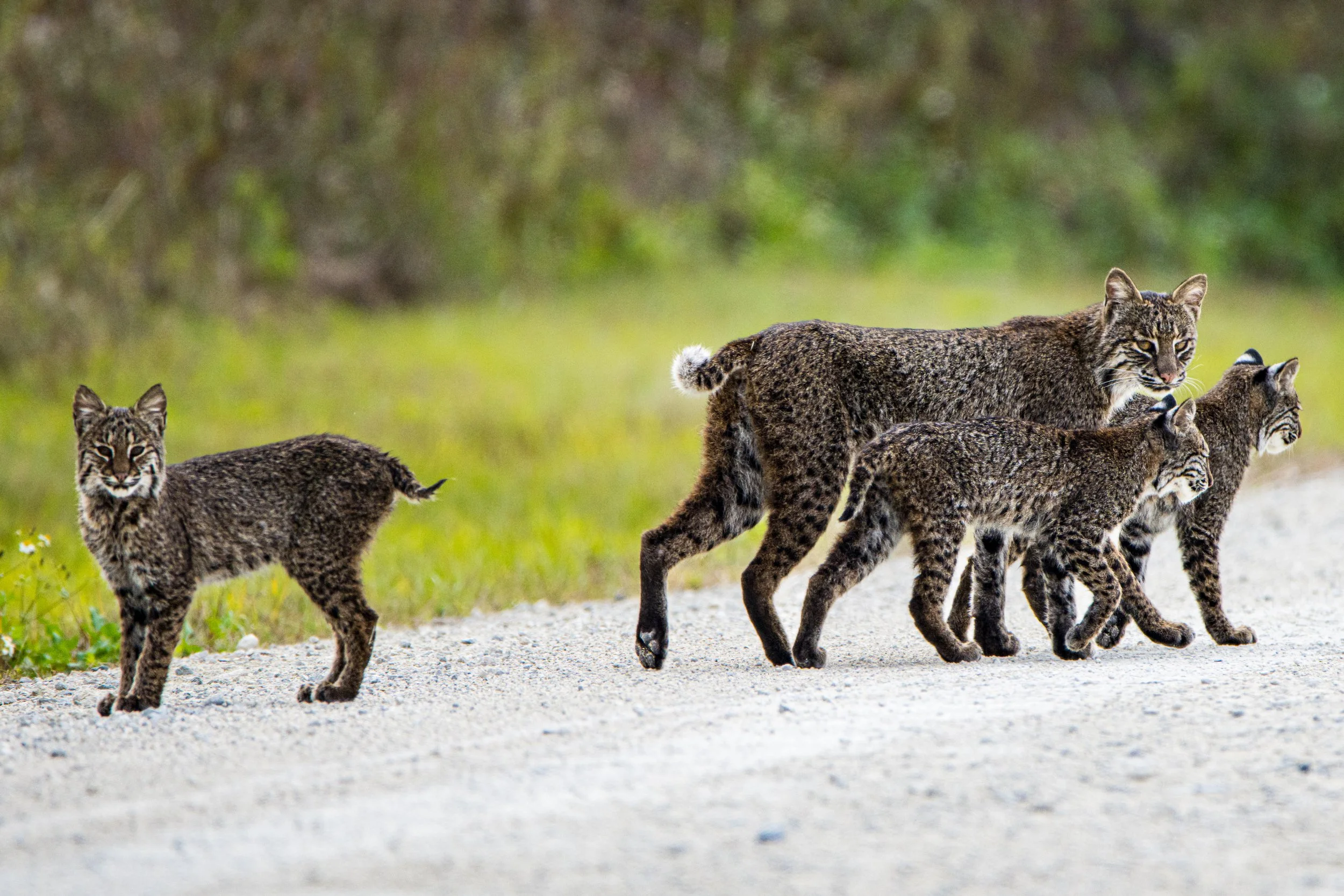 Virginia Takes a Major Step Toward Safer Roads and Thriving Wildlife