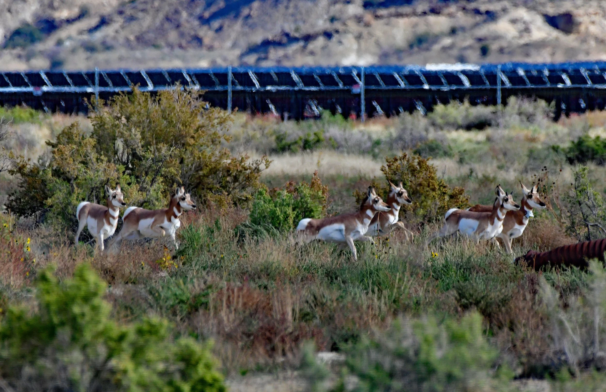 Utah Development and Wildlife: A Planning Framework for Coexistence